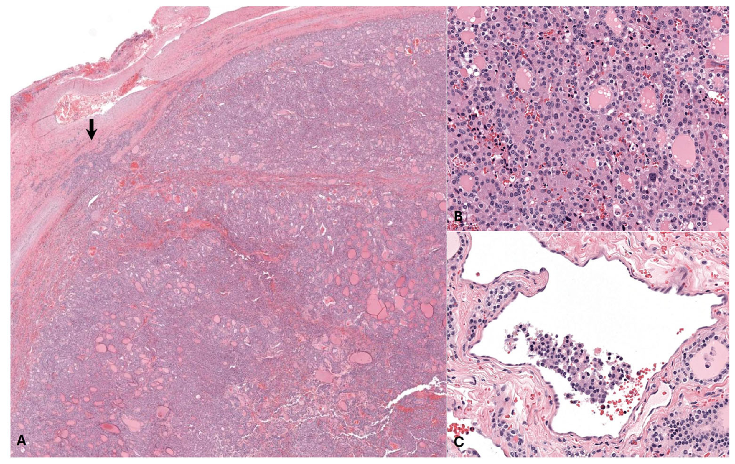 Animals 14 01660 g003