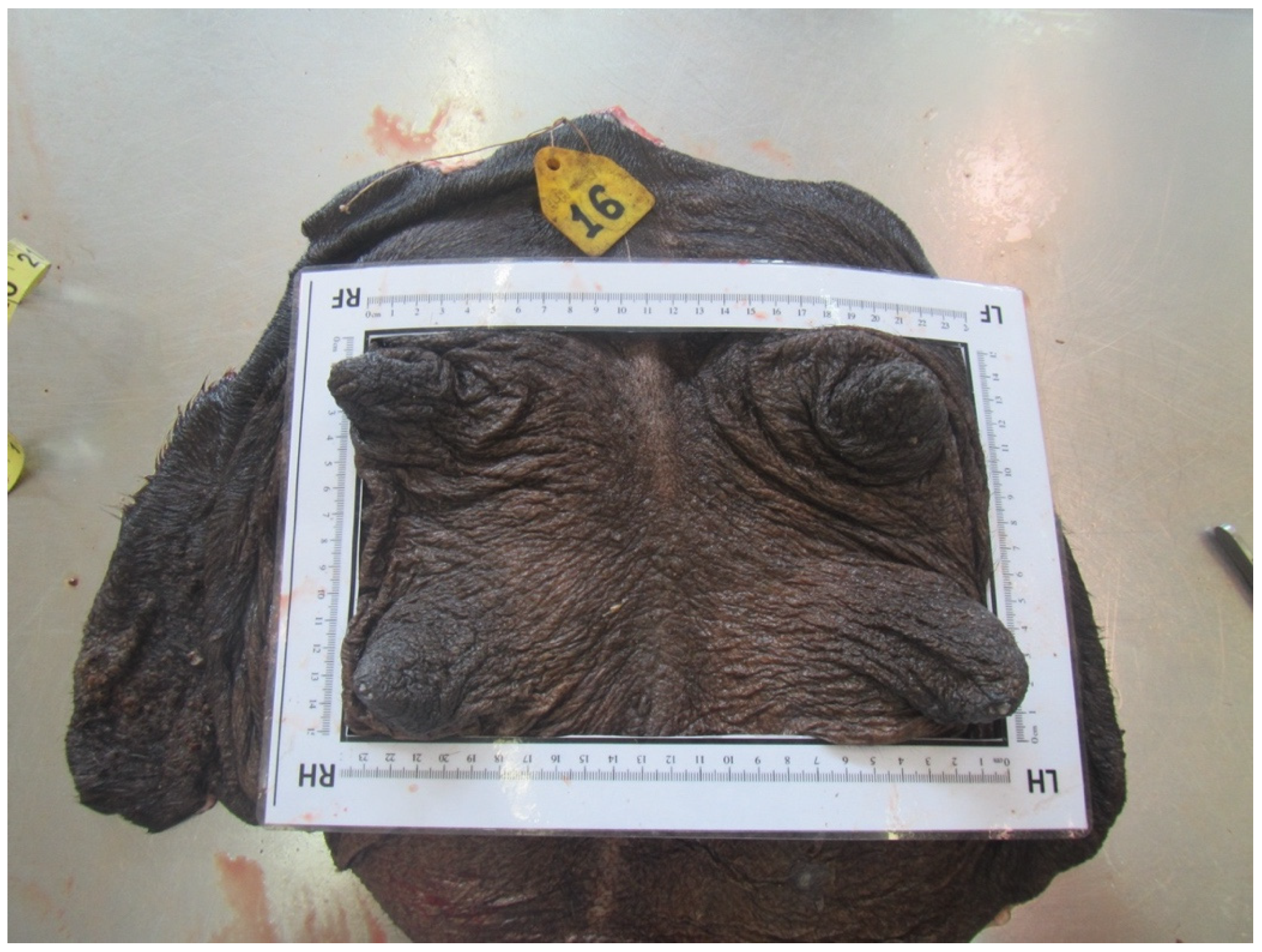 Animals 14 01674 g005