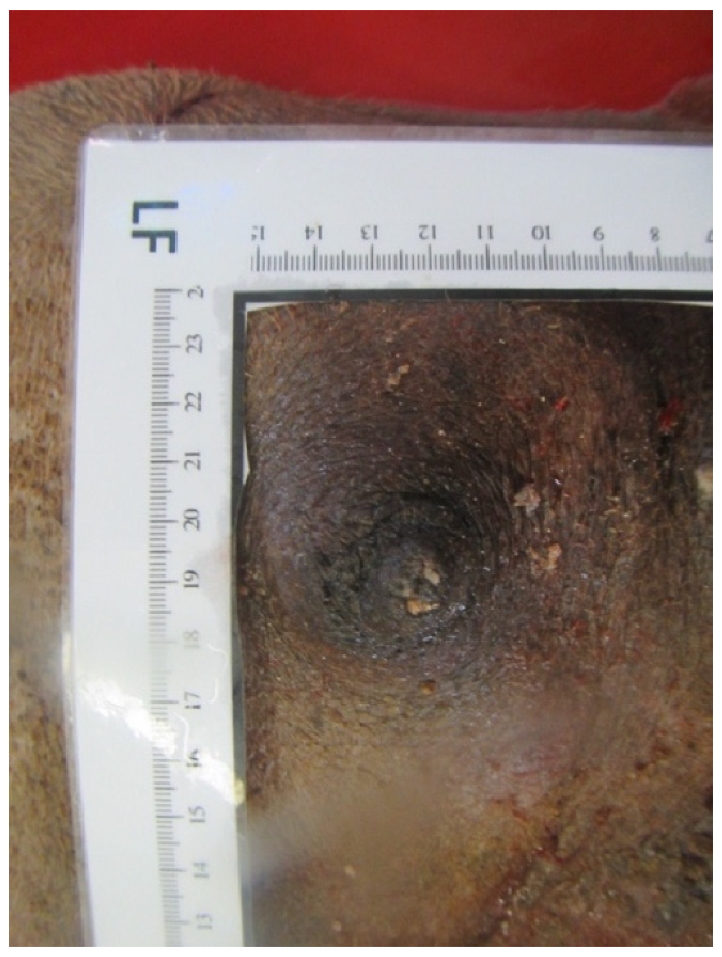 Animals 14 01674 g008