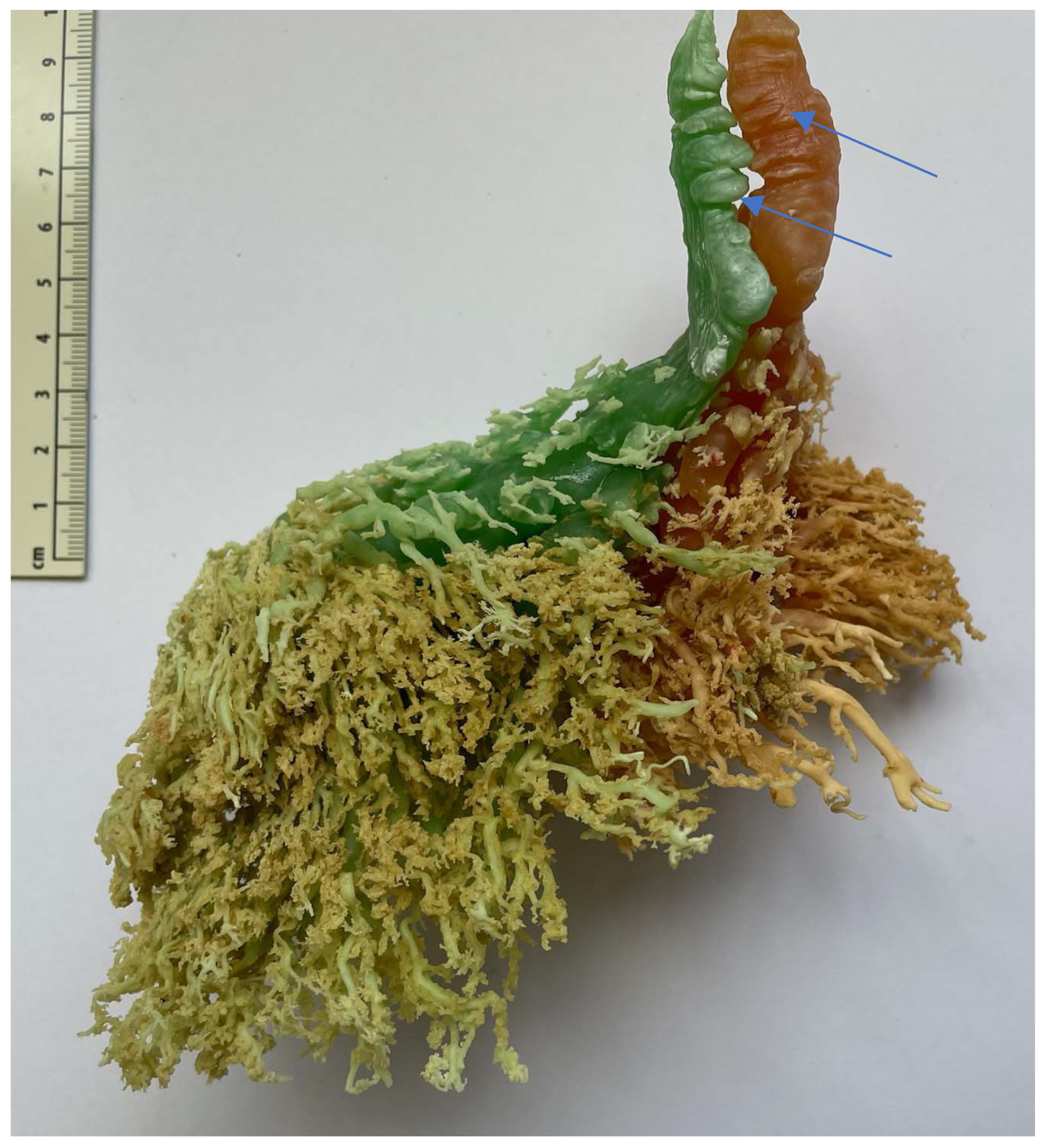 Animals 14 01674 g012