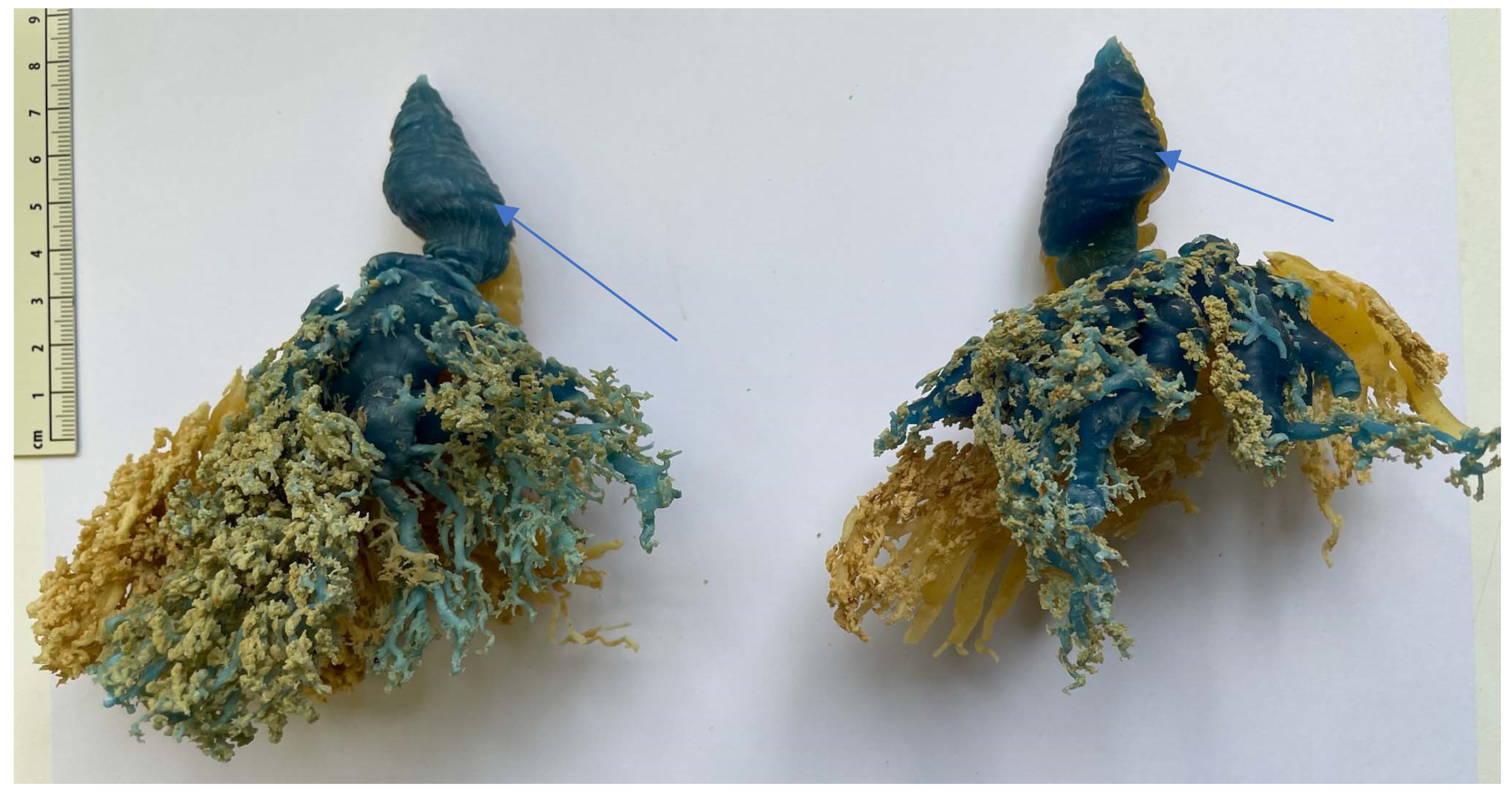 Animals 14 01674 g013