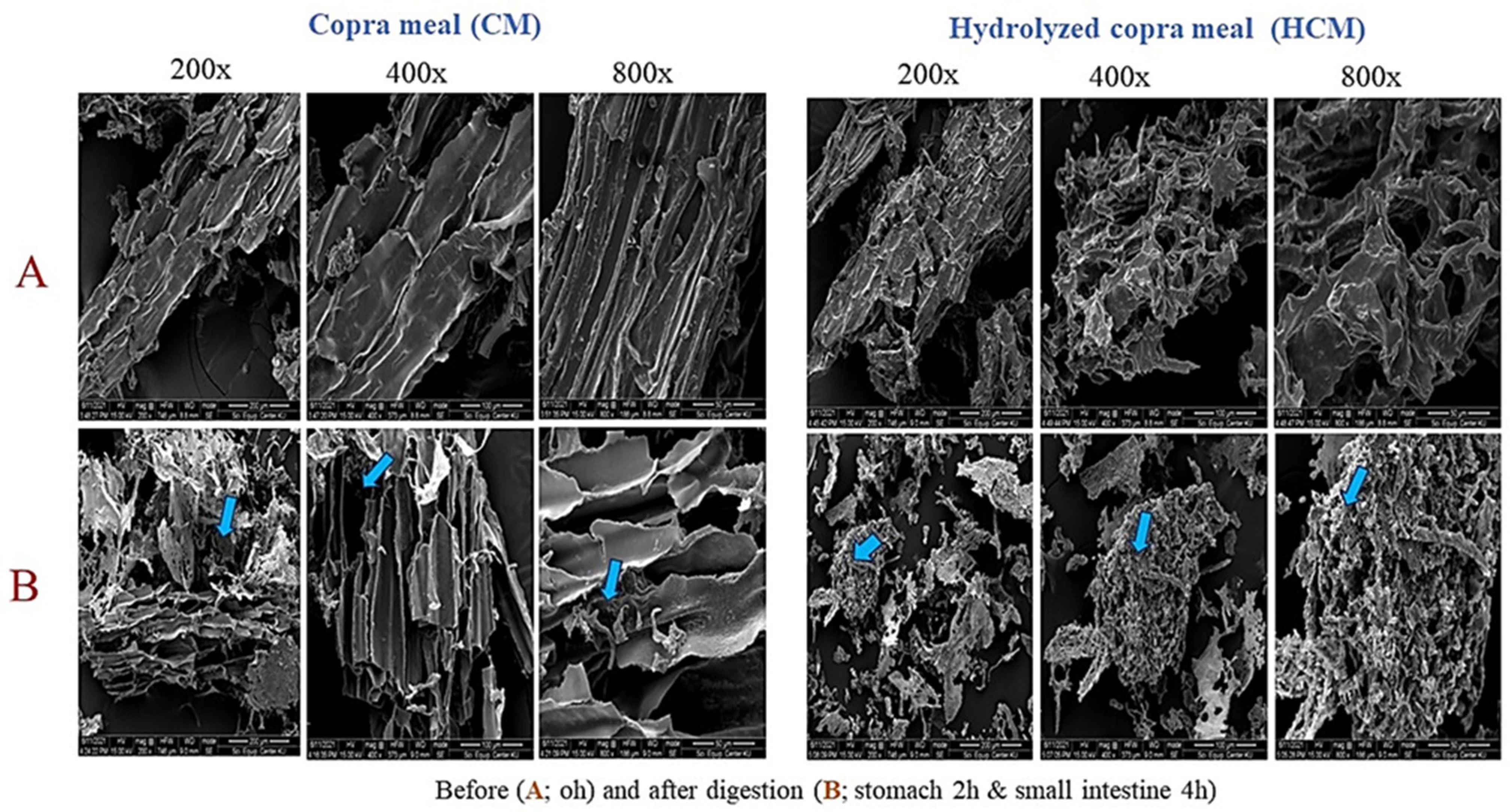 Animals 14 01677 g001