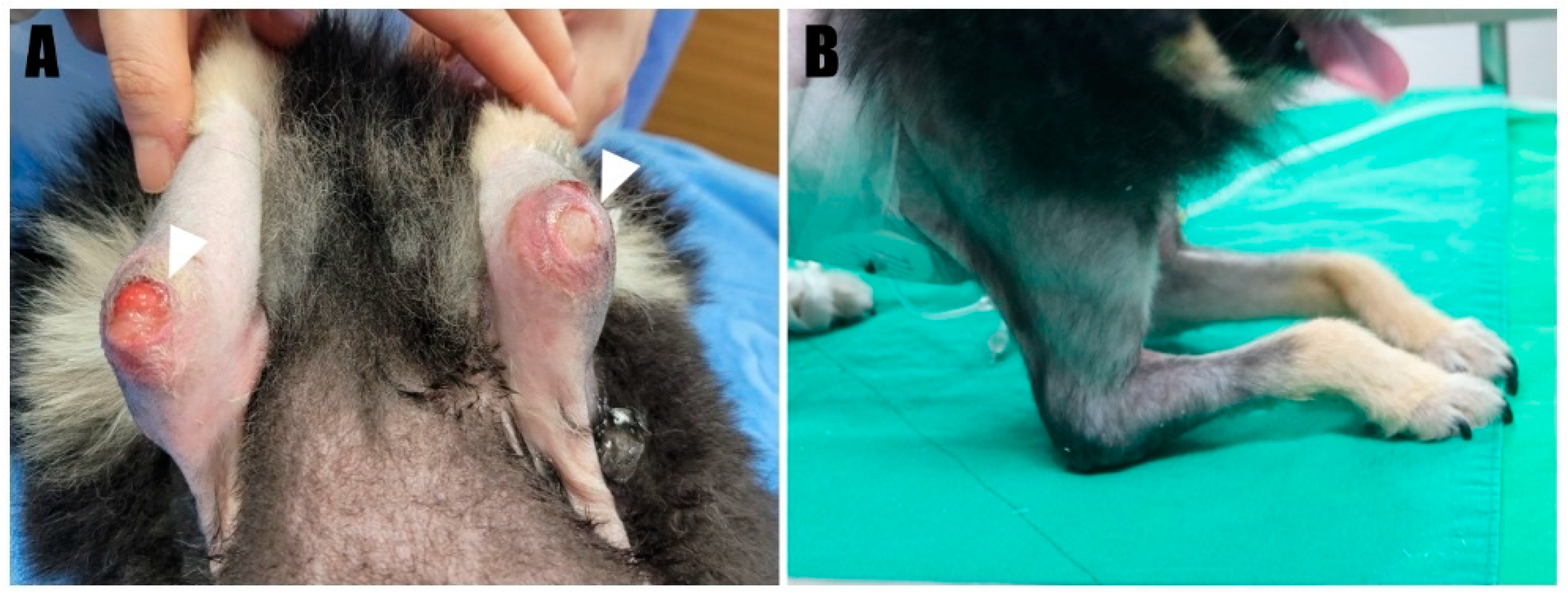 Animals 14 01687 g001