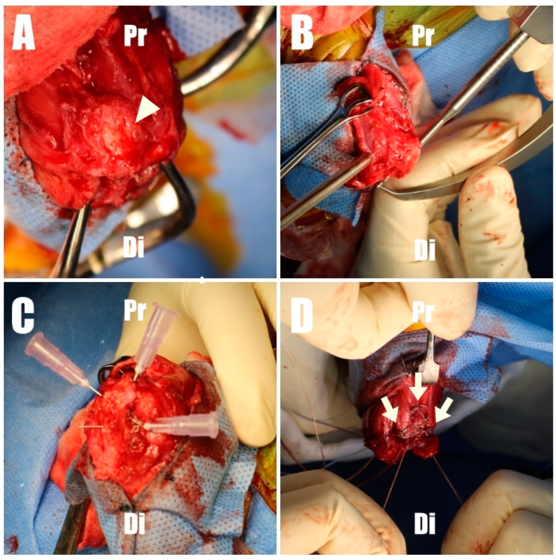 Animals 14 01687 g004