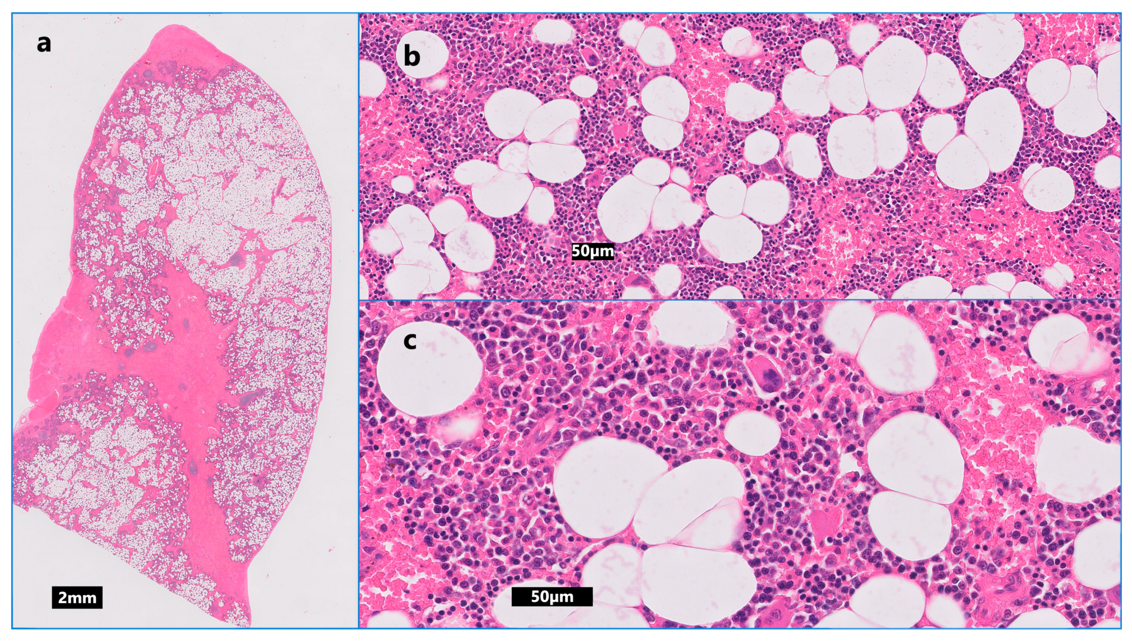 Animals 14 01700 g004 Animals 14 01700 g004