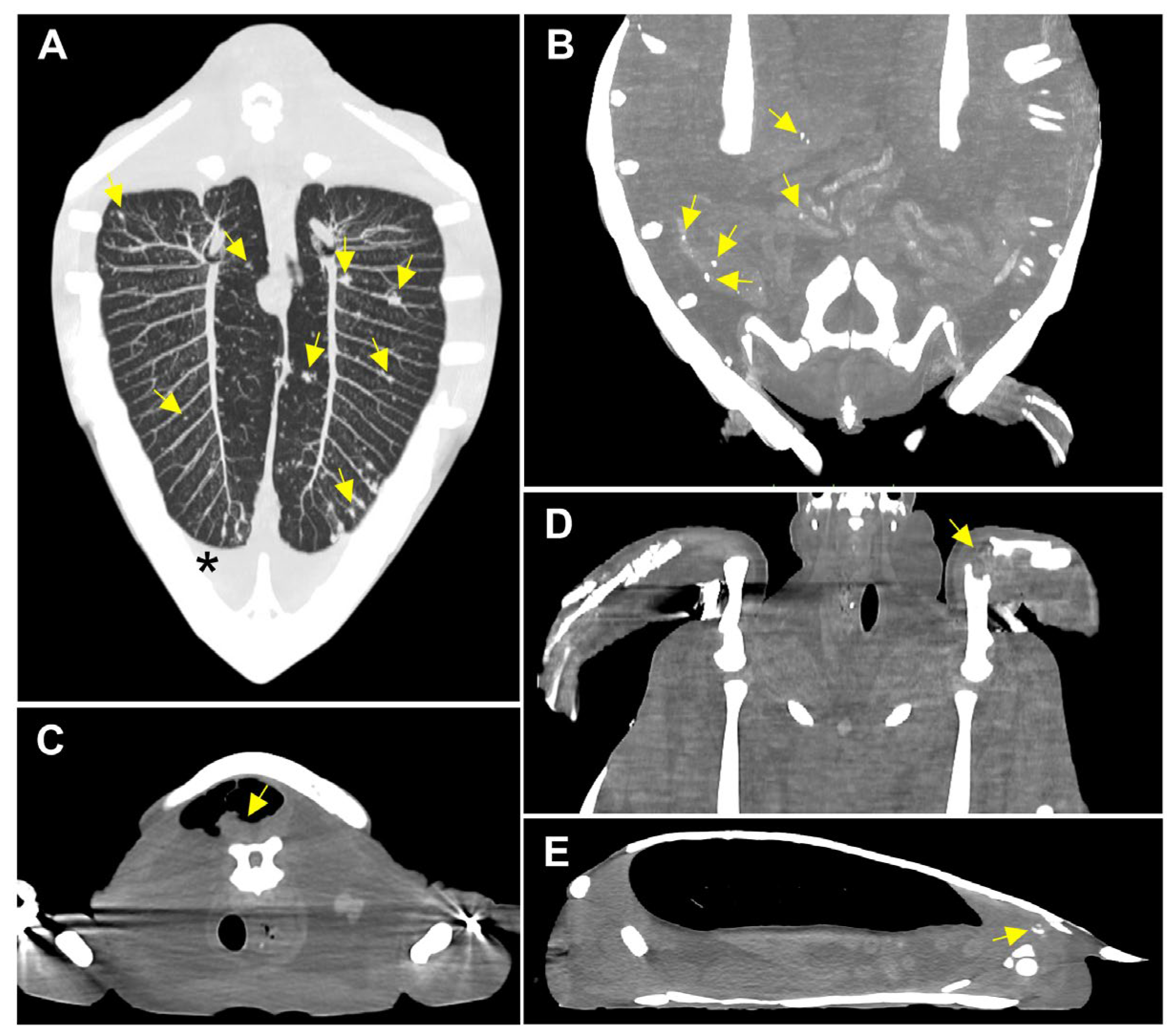 Animals 14 01711 g002