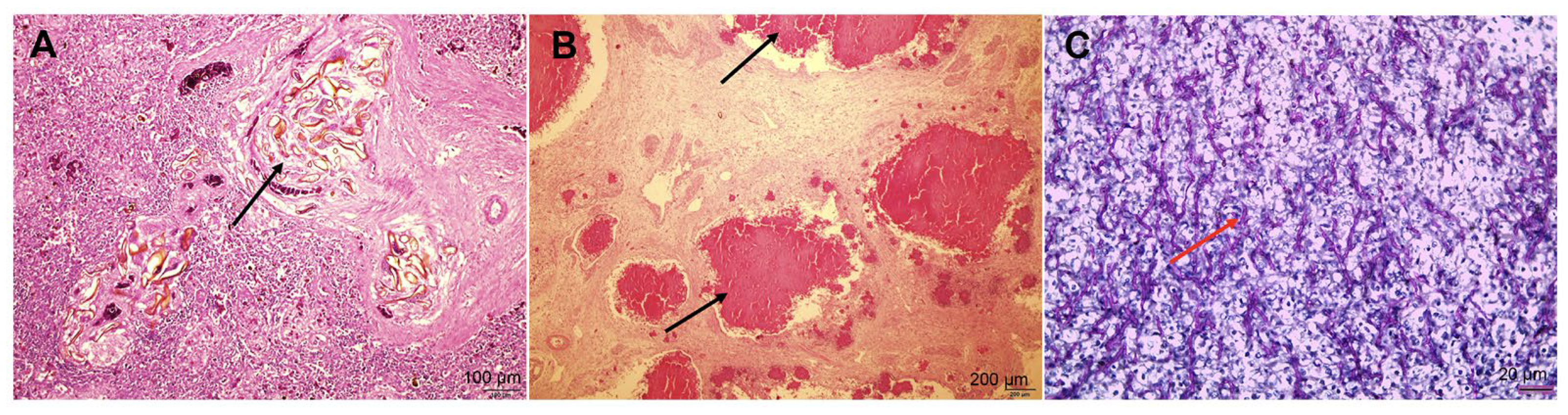 Animals 14 01711 g003