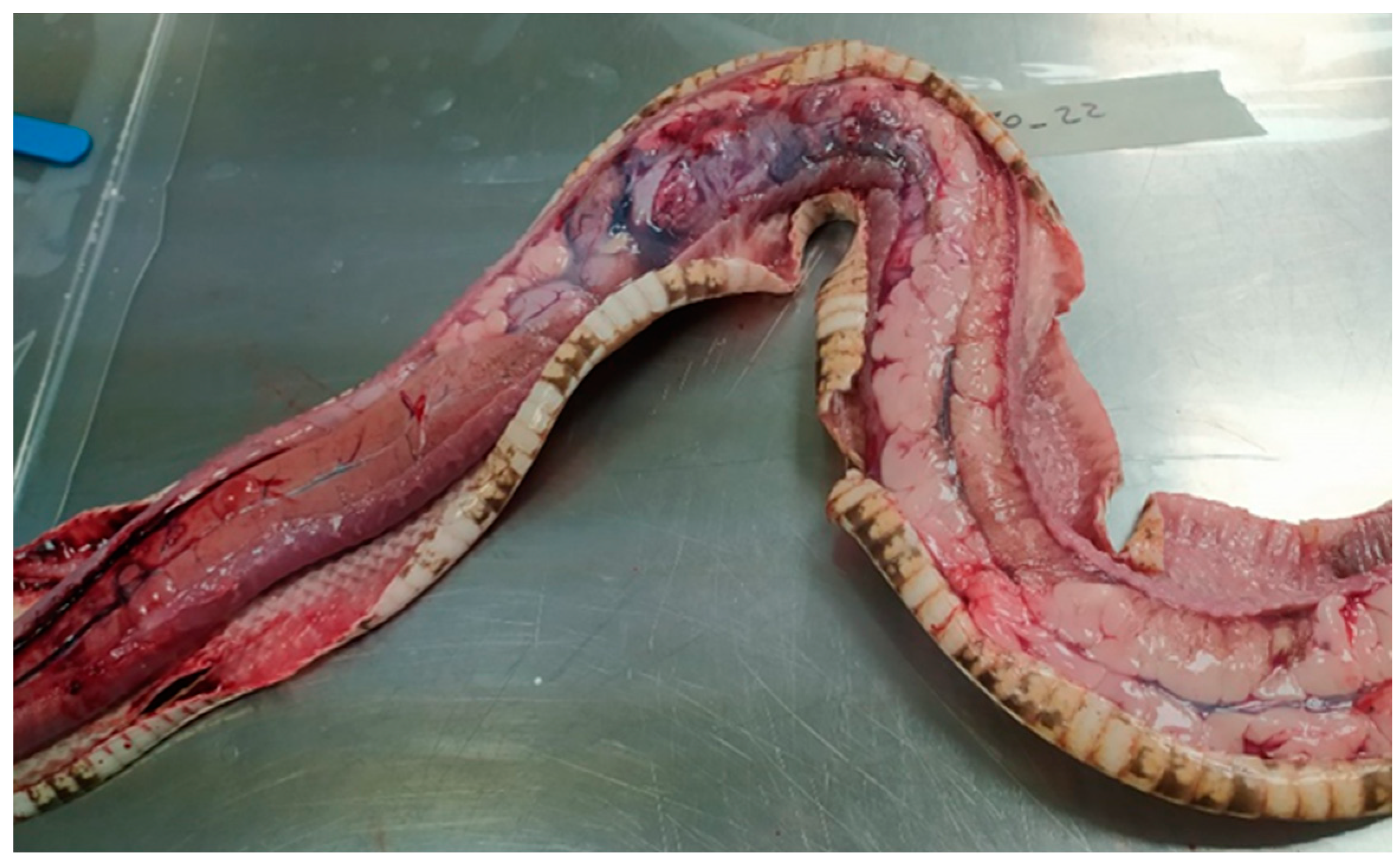 Animals 14 01722 g001