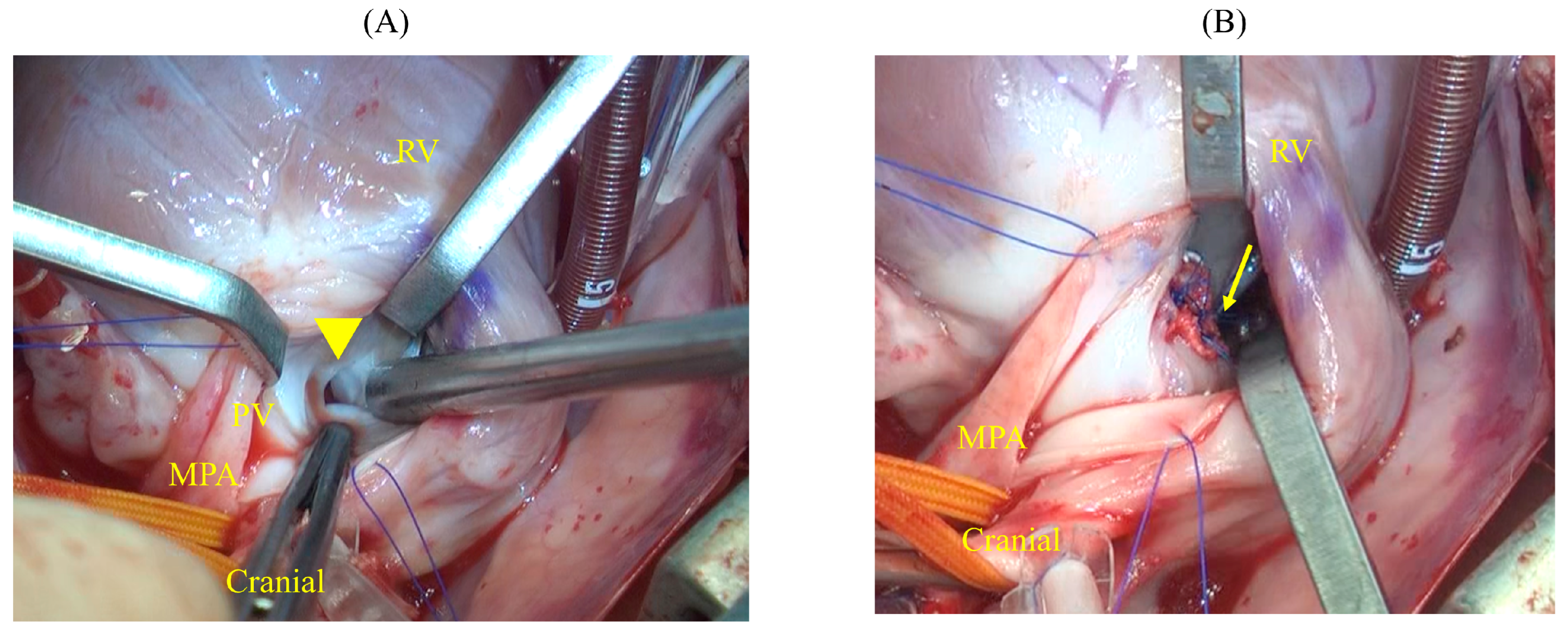 Animals 14 01736 g006