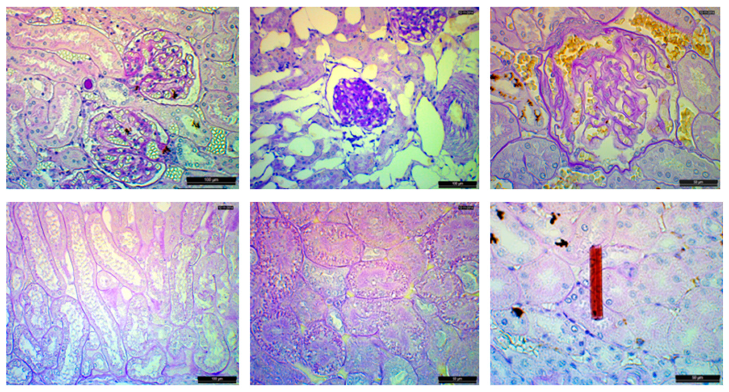 Animals 14 01739 g005 Animals 14 01739 g005