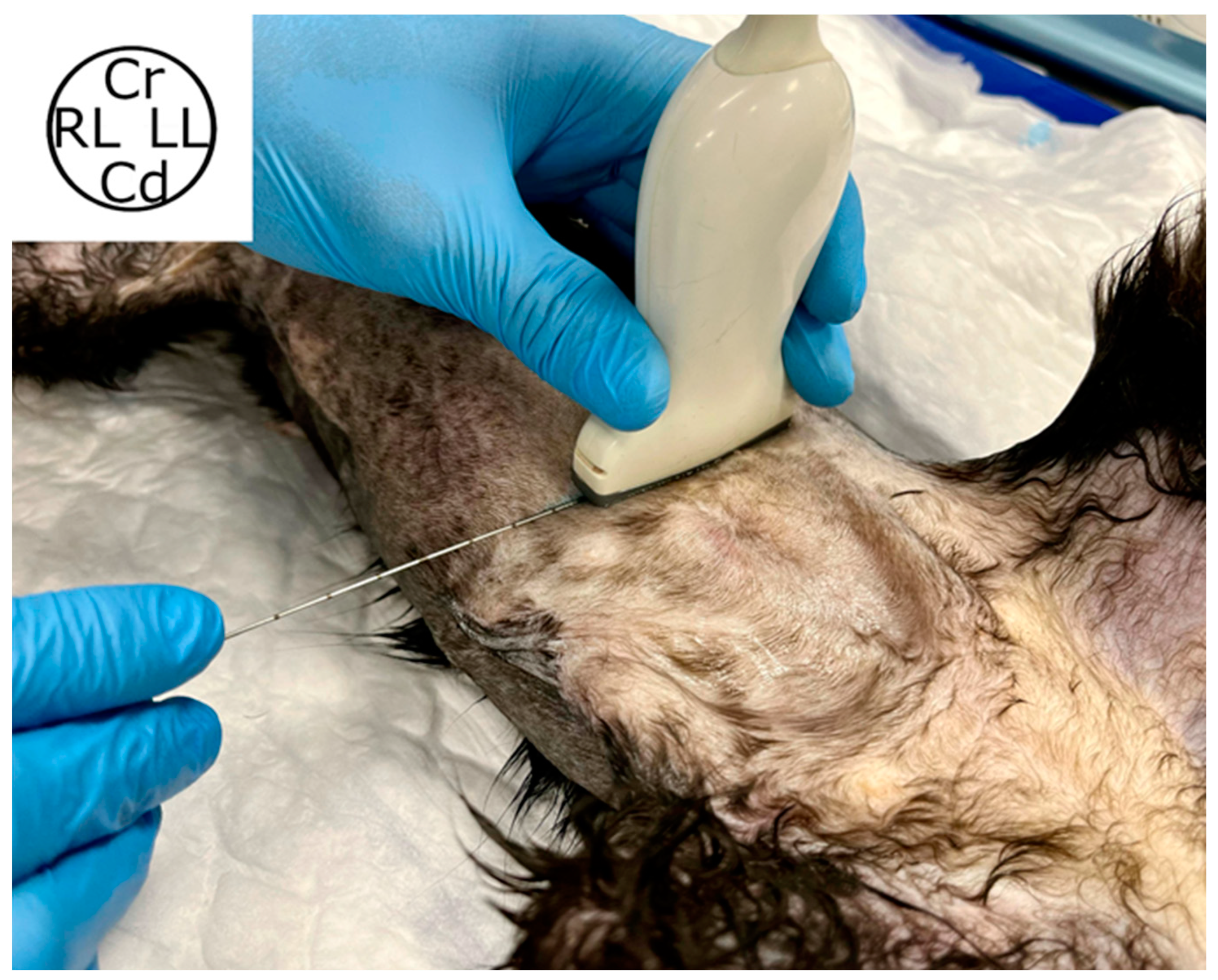 Animals 14 01743 g001