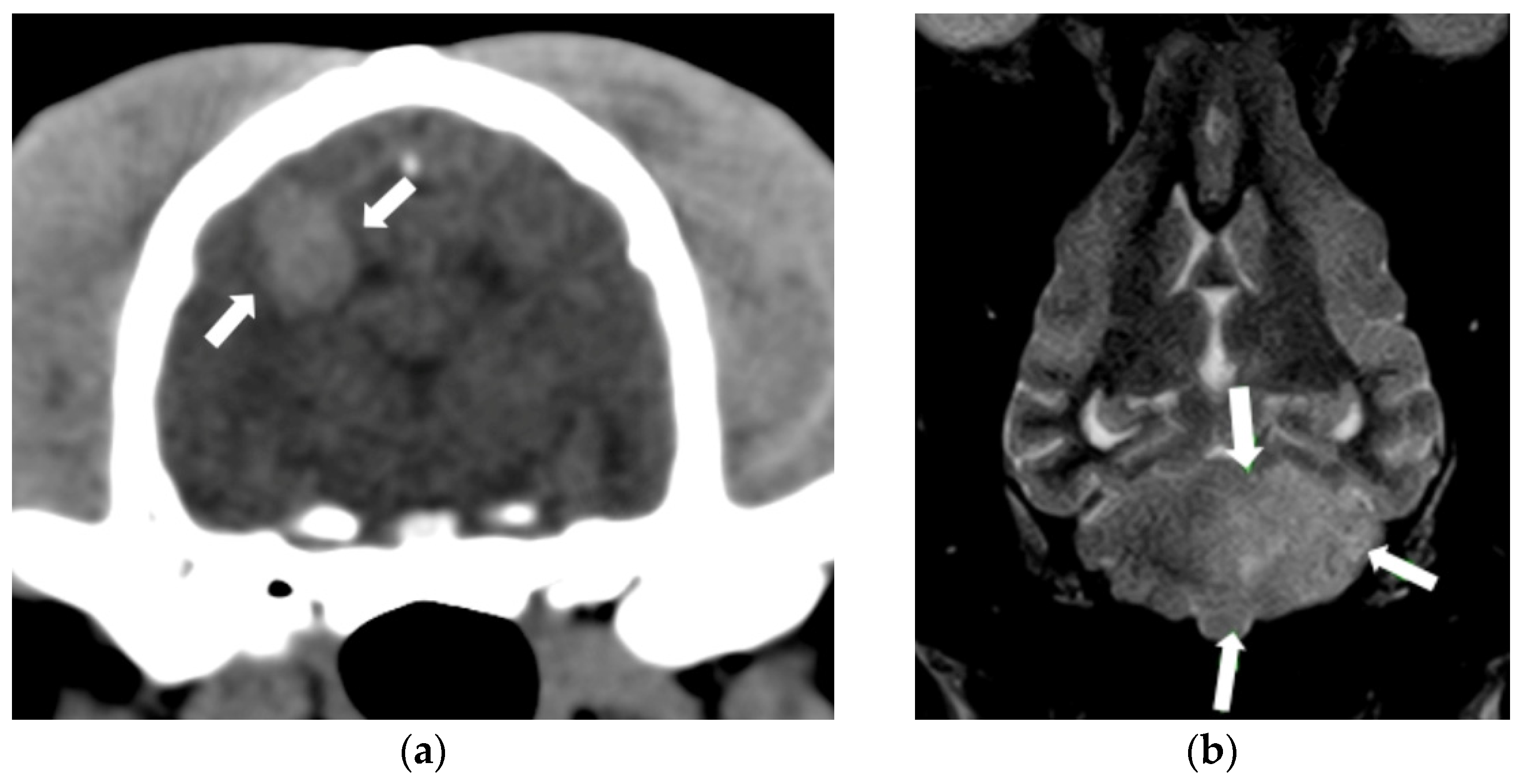 Animals 14 01753 g002