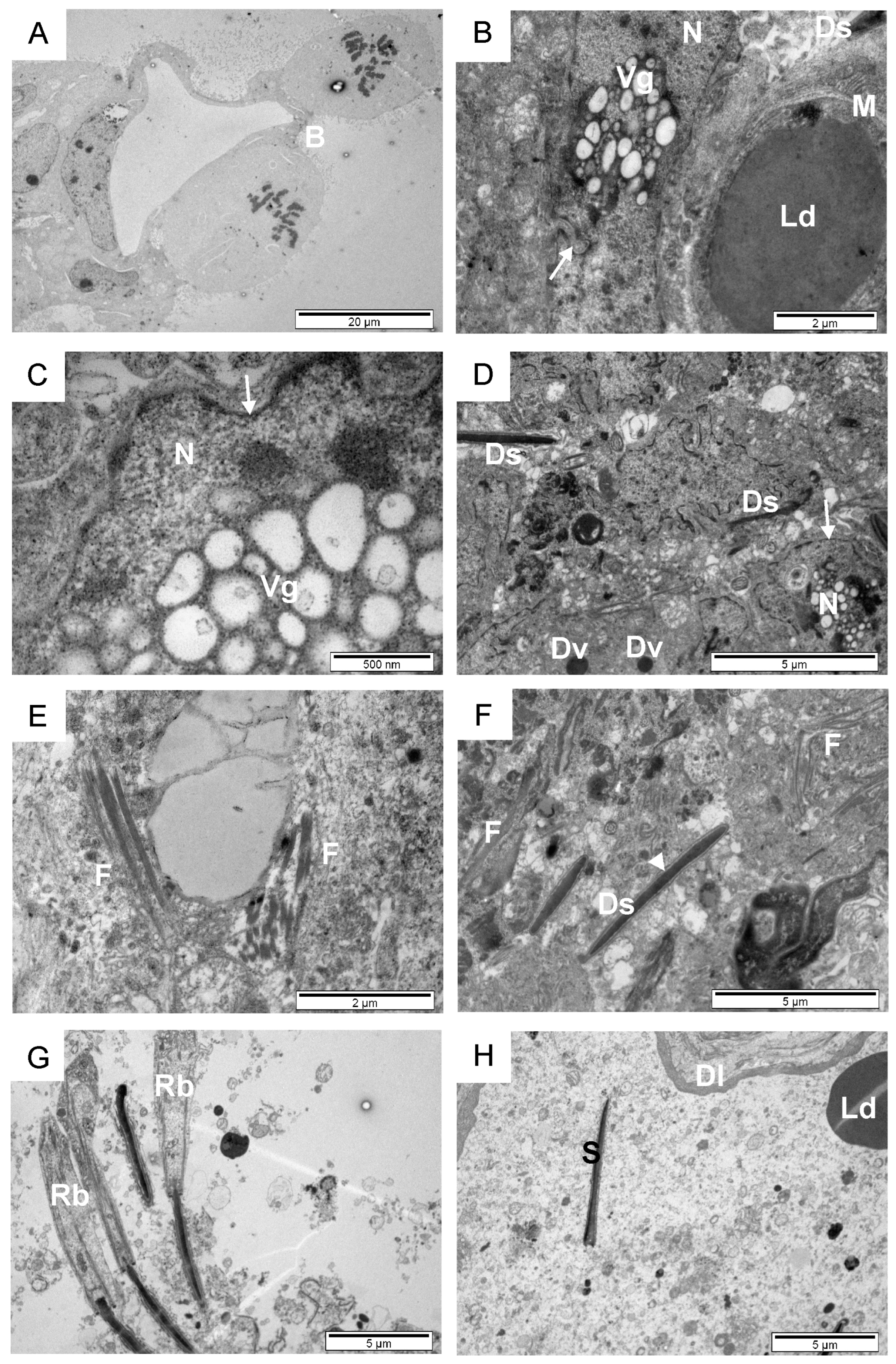 Animals 14 01777 g006