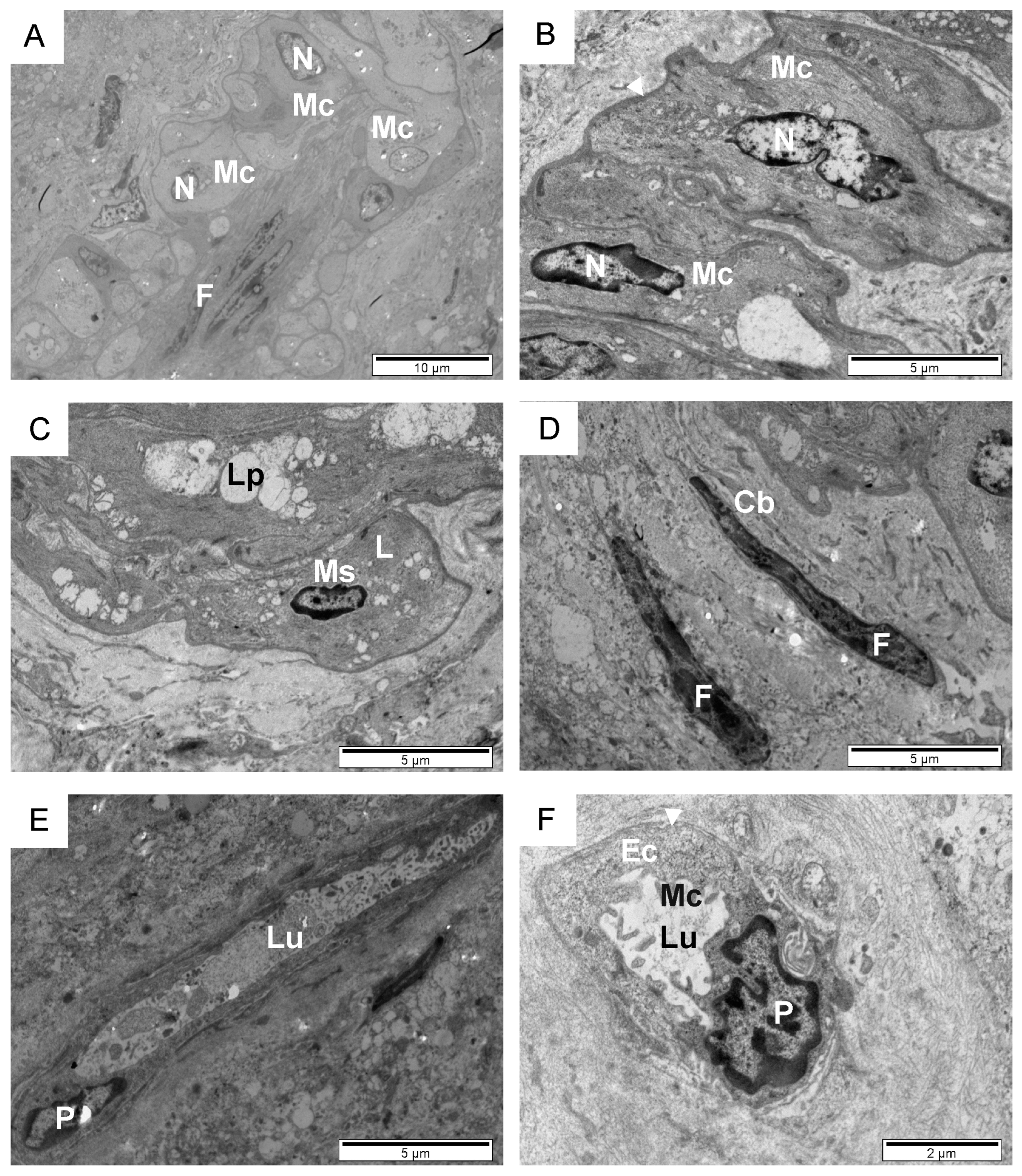 Animals 14 01777 g007