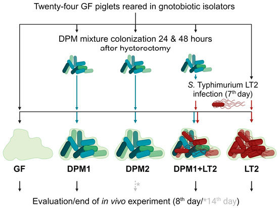 Defined Pig Microbiota Mixture as Promising Strategy against 