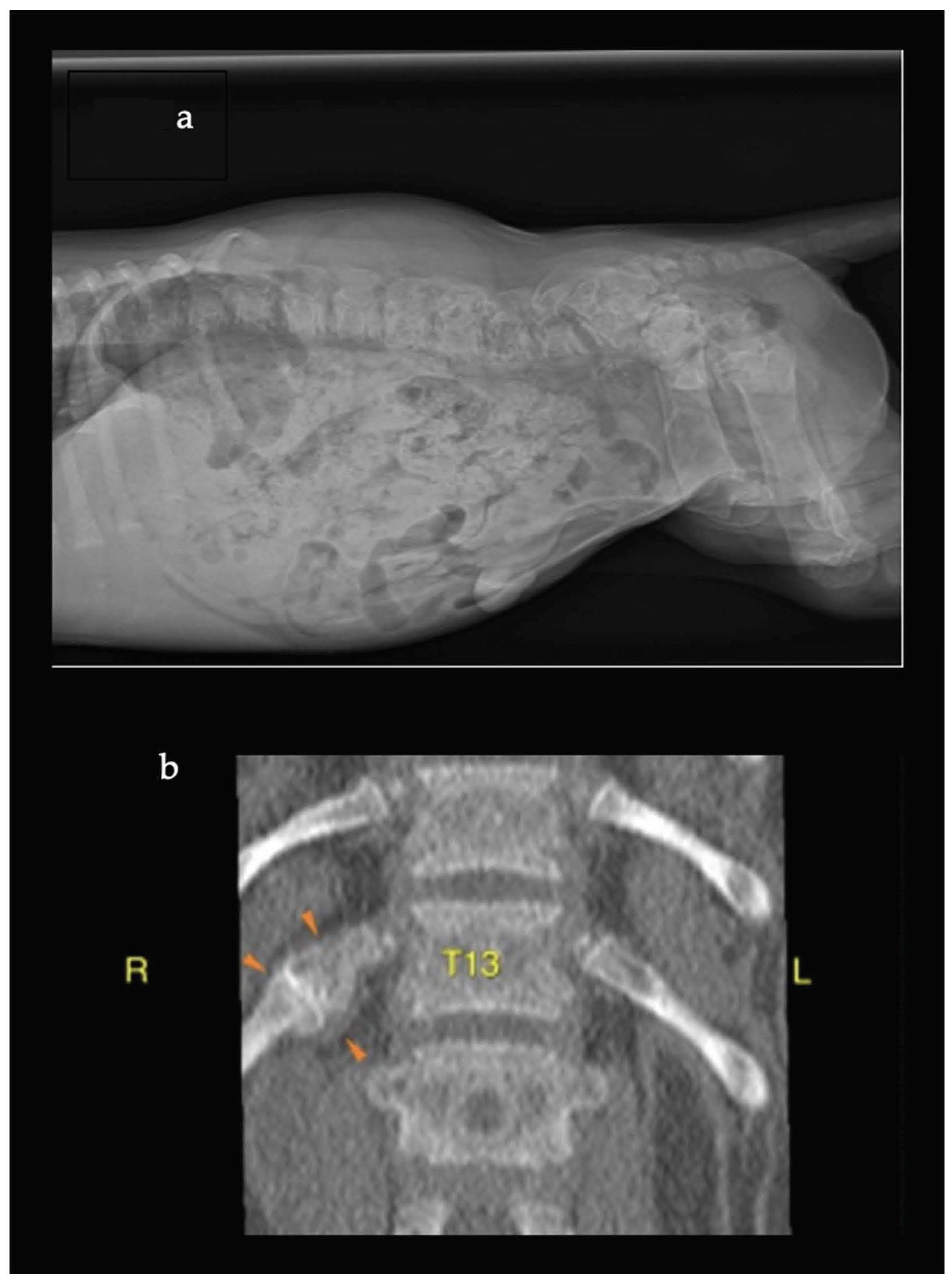 Animals 14 01783 g001 Animals 14 01783 g001