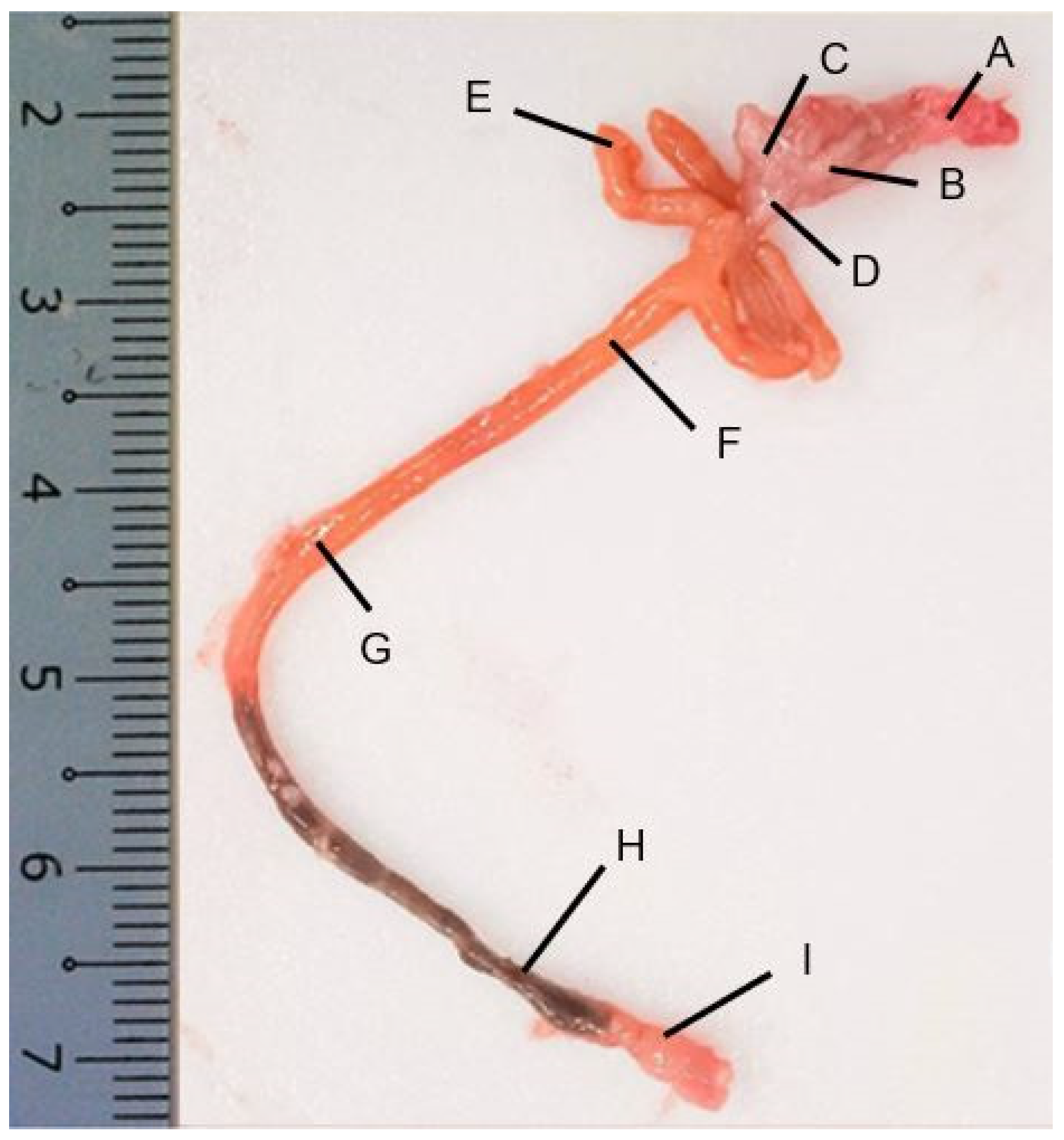 Animals 14 01803 g002