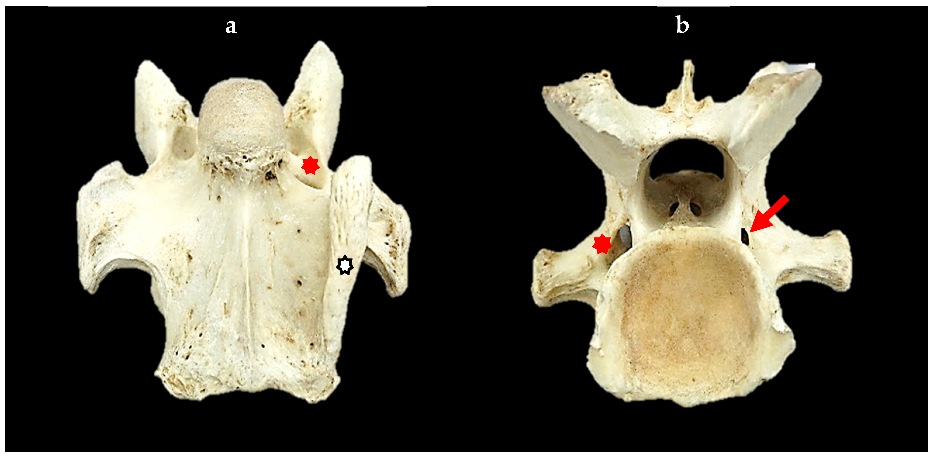 Animals 14 01830 g002