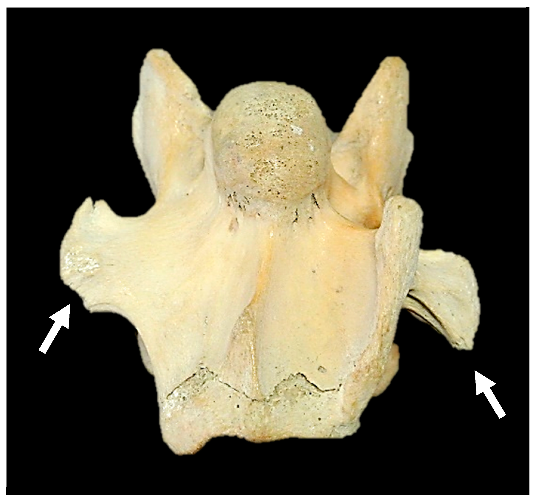 Animals 14 01830 g005