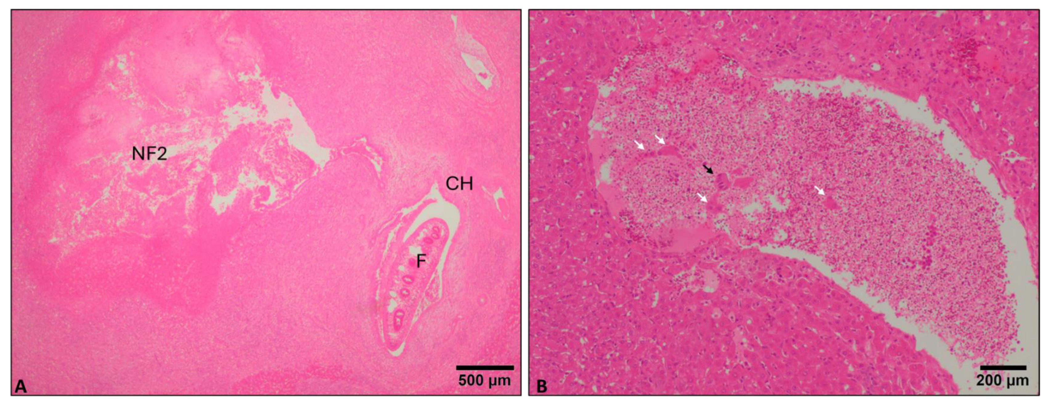 Animals 14 01833 g003 Animals 14 01833 g003