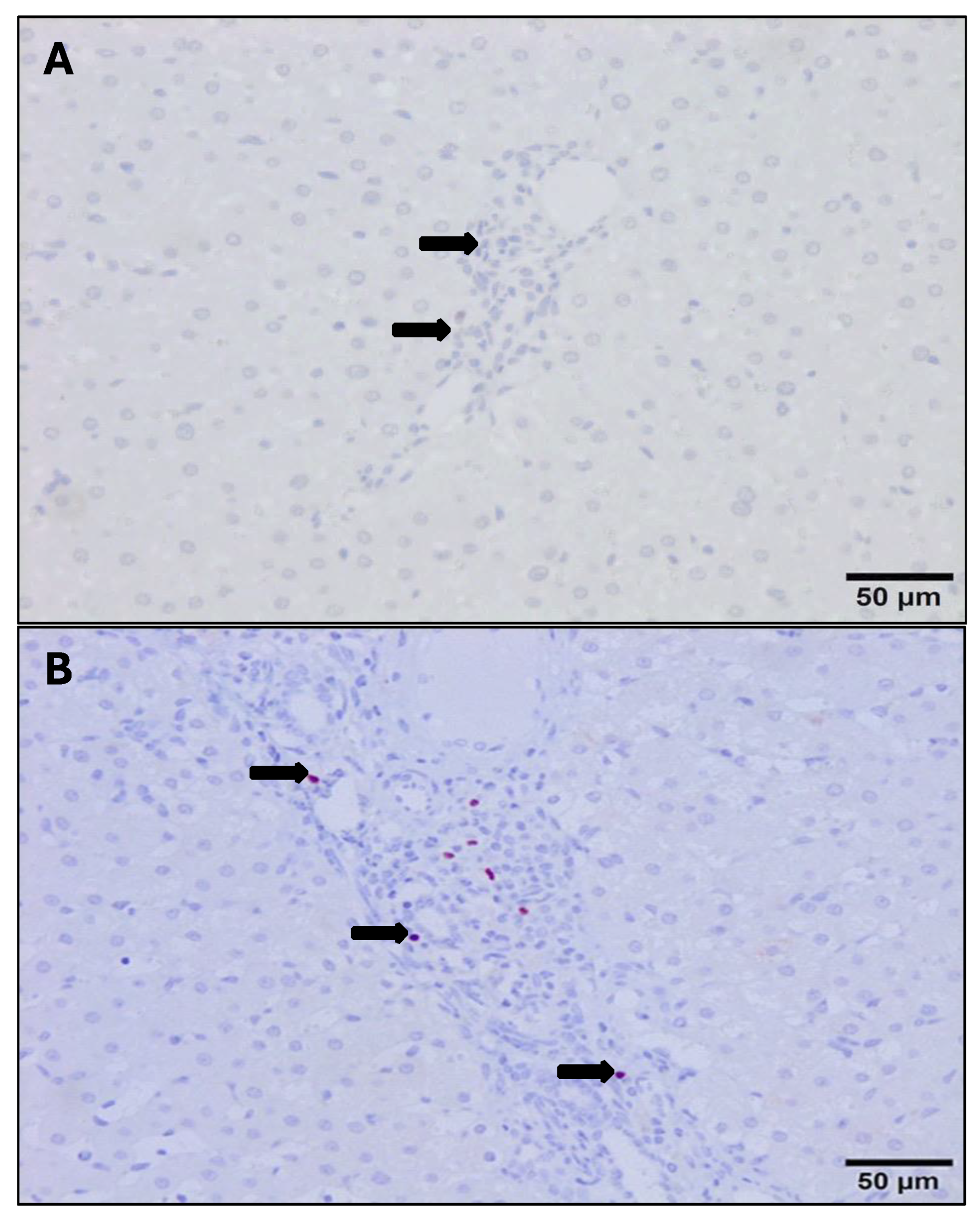 Animals 14 01833 g007 Animals 14 01833 g007