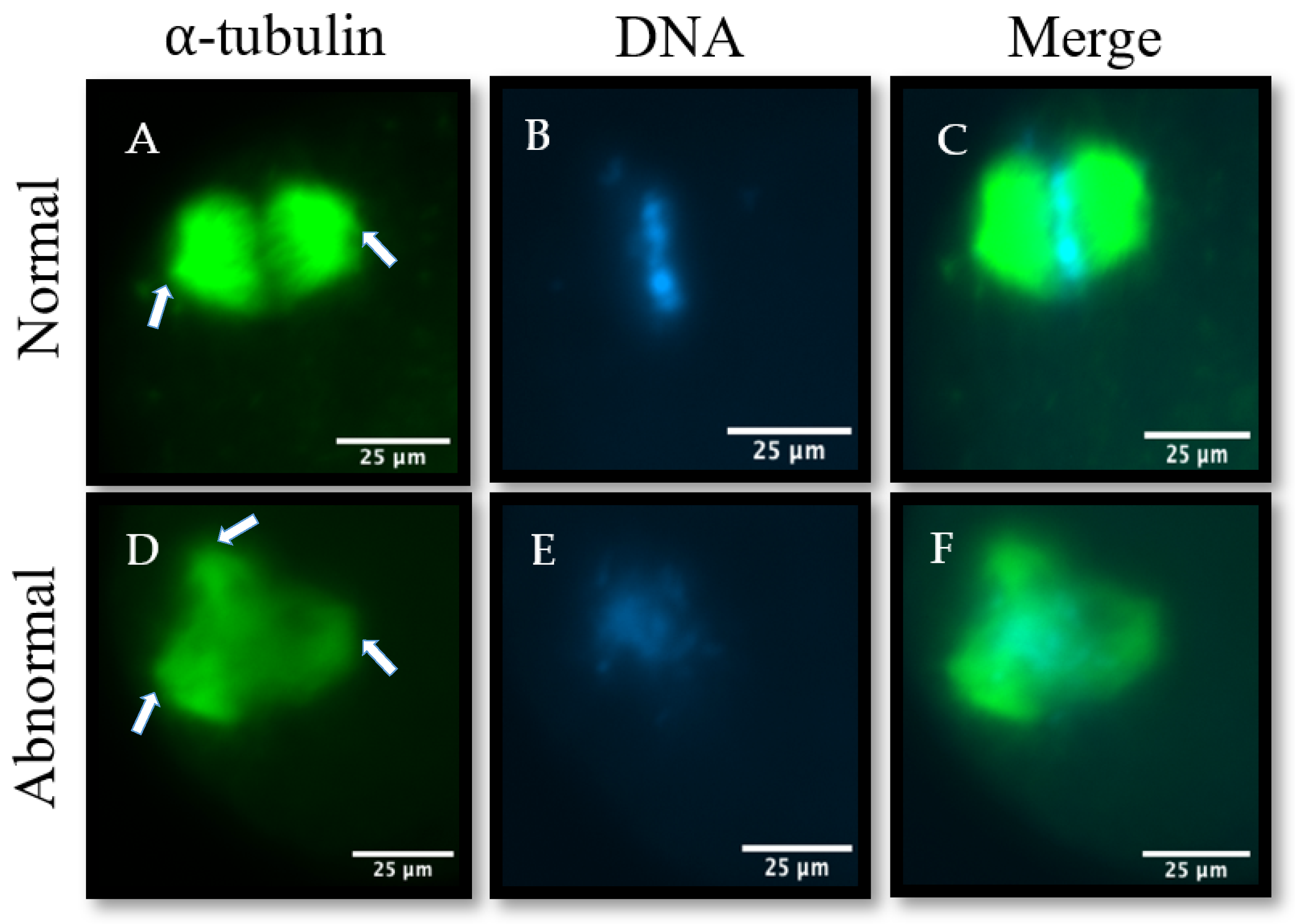 Animals 14 01837 g001
