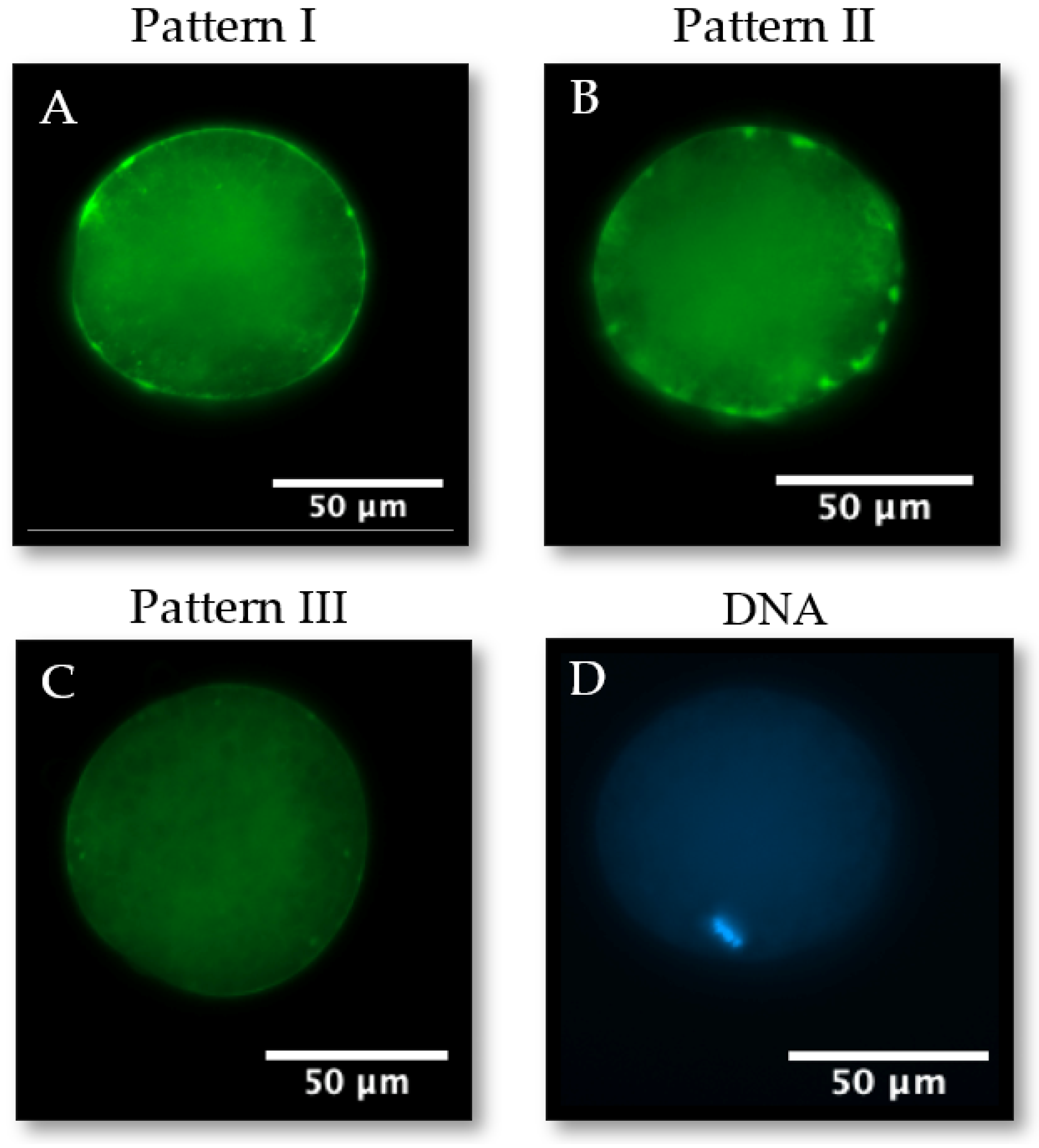 Animals 14 01837 g006
