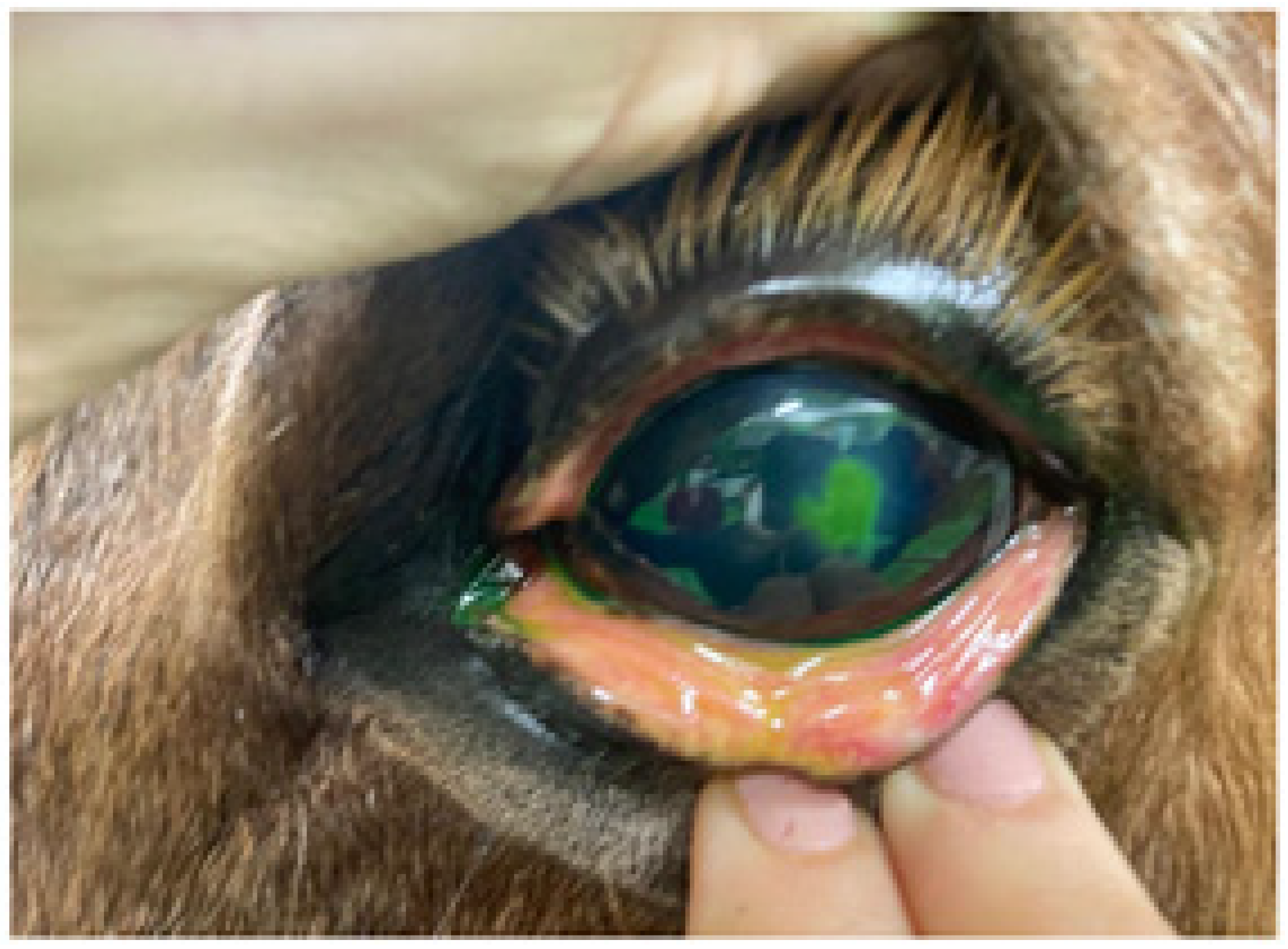 Animals 14 01842 g001