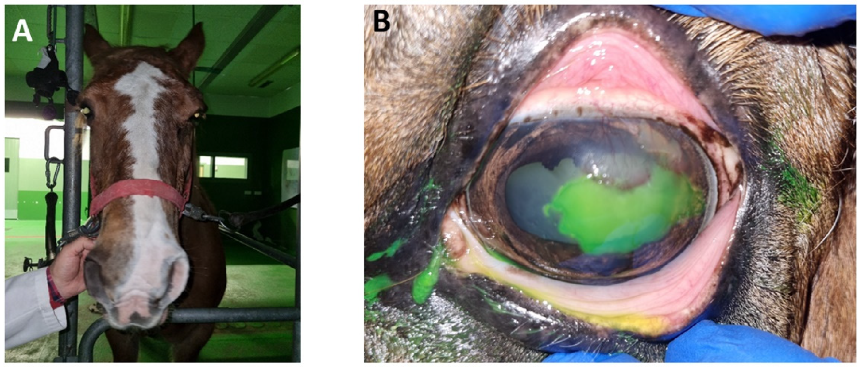 Animals 14 01842 g003