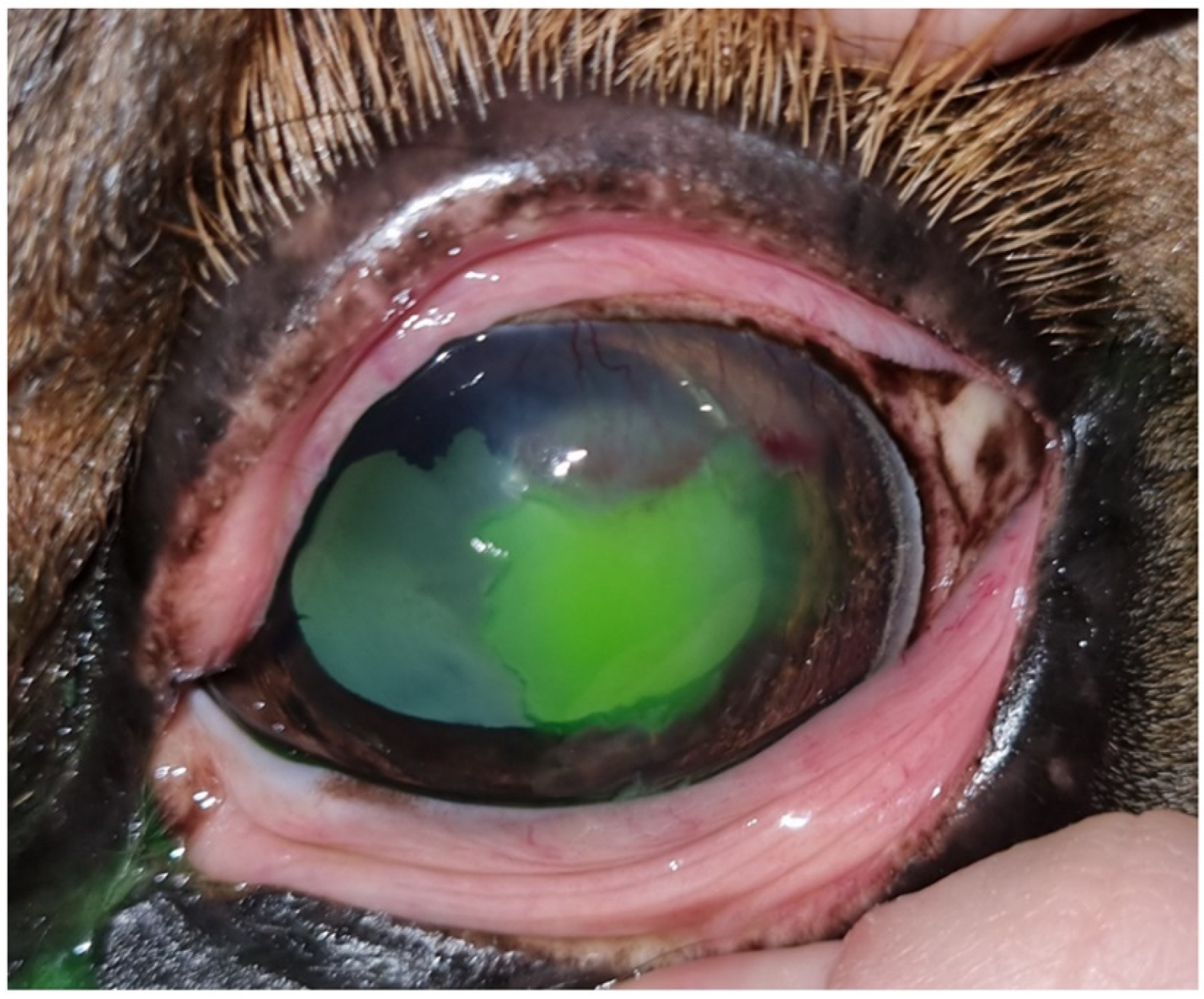 Animals 14 01842 g004