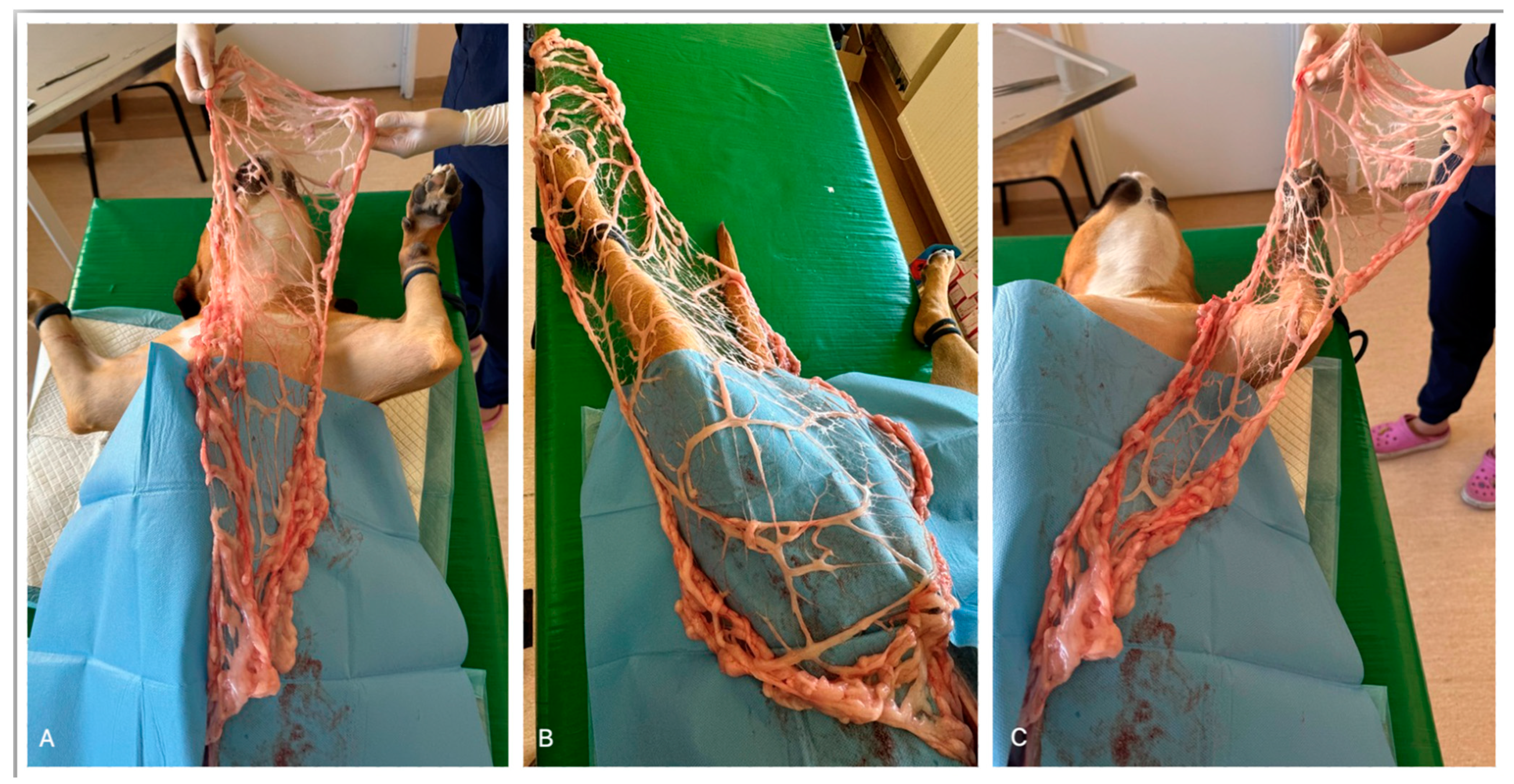 Animals 14 01848 g002