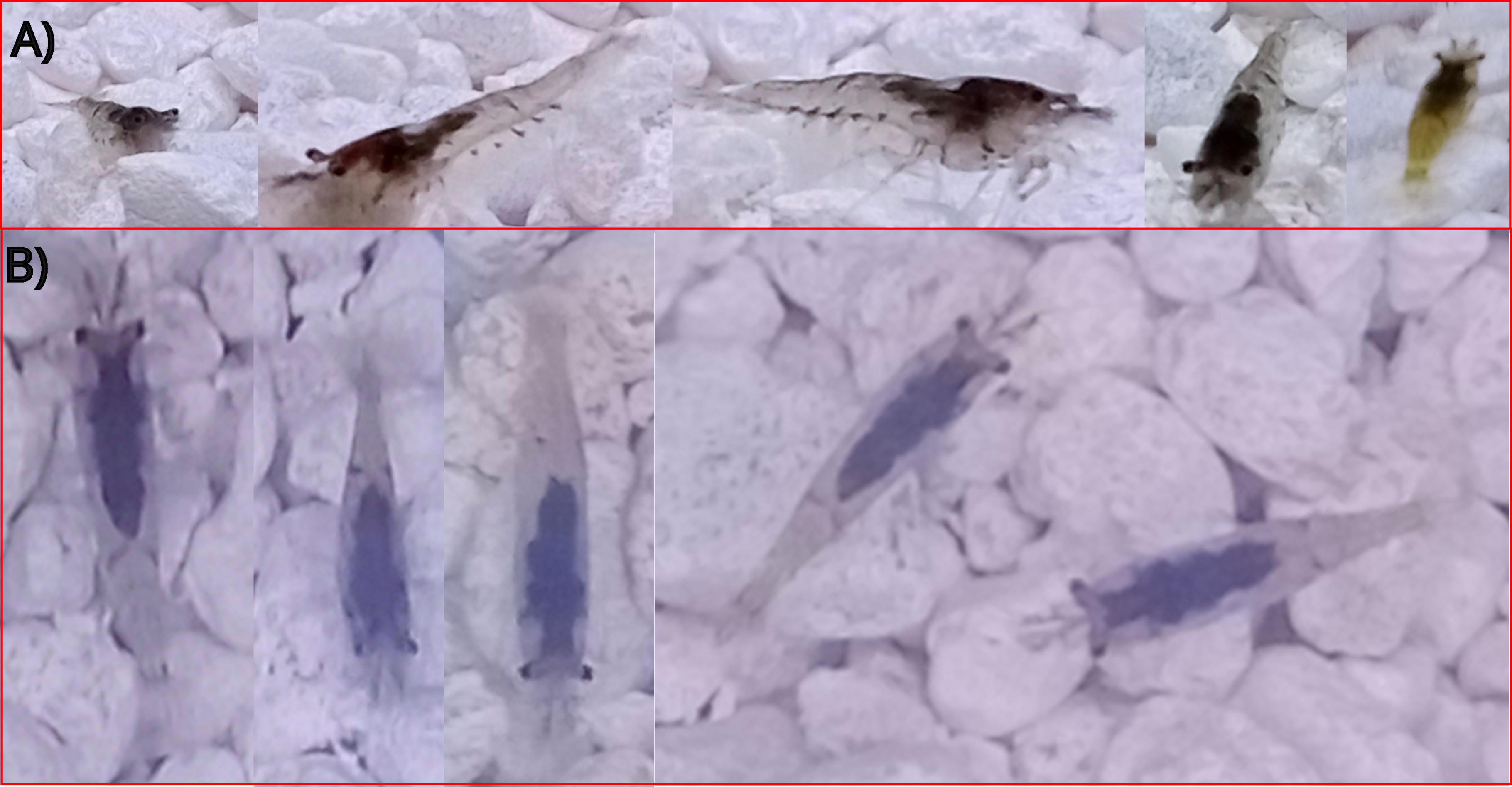 Animals 14 01850 g002