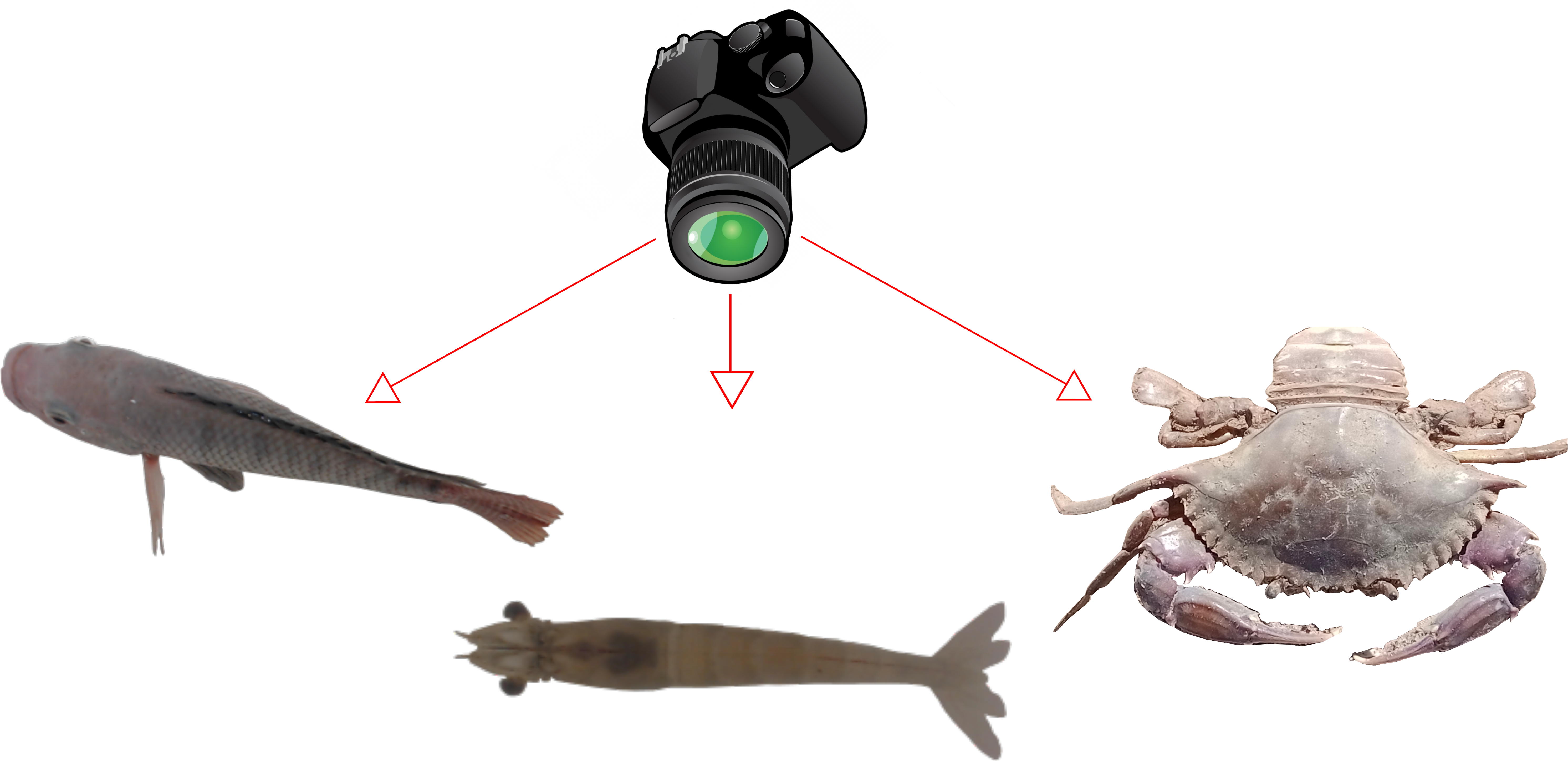 Animals 14 01850 g003