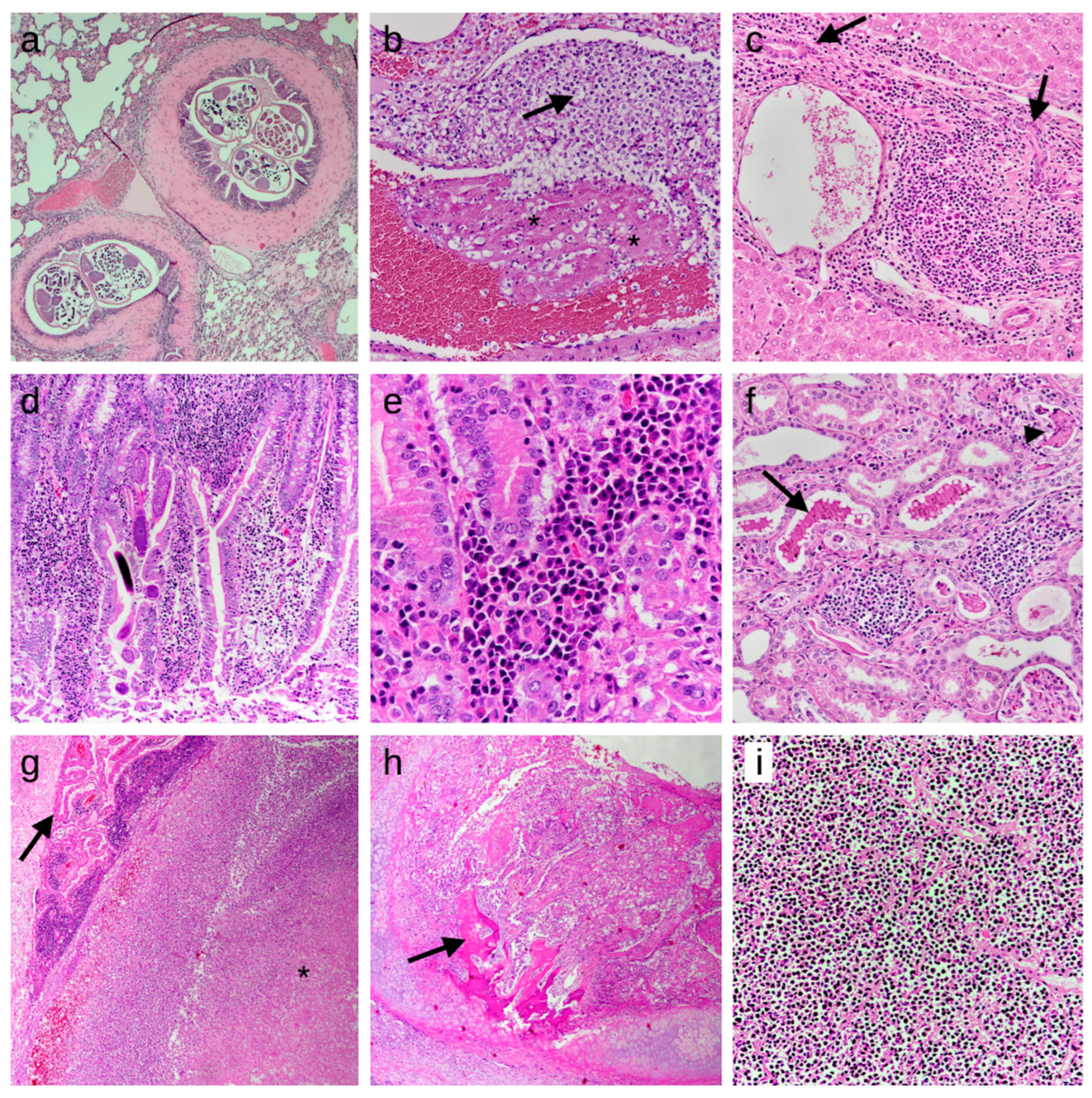 Animals 14 01852 g002