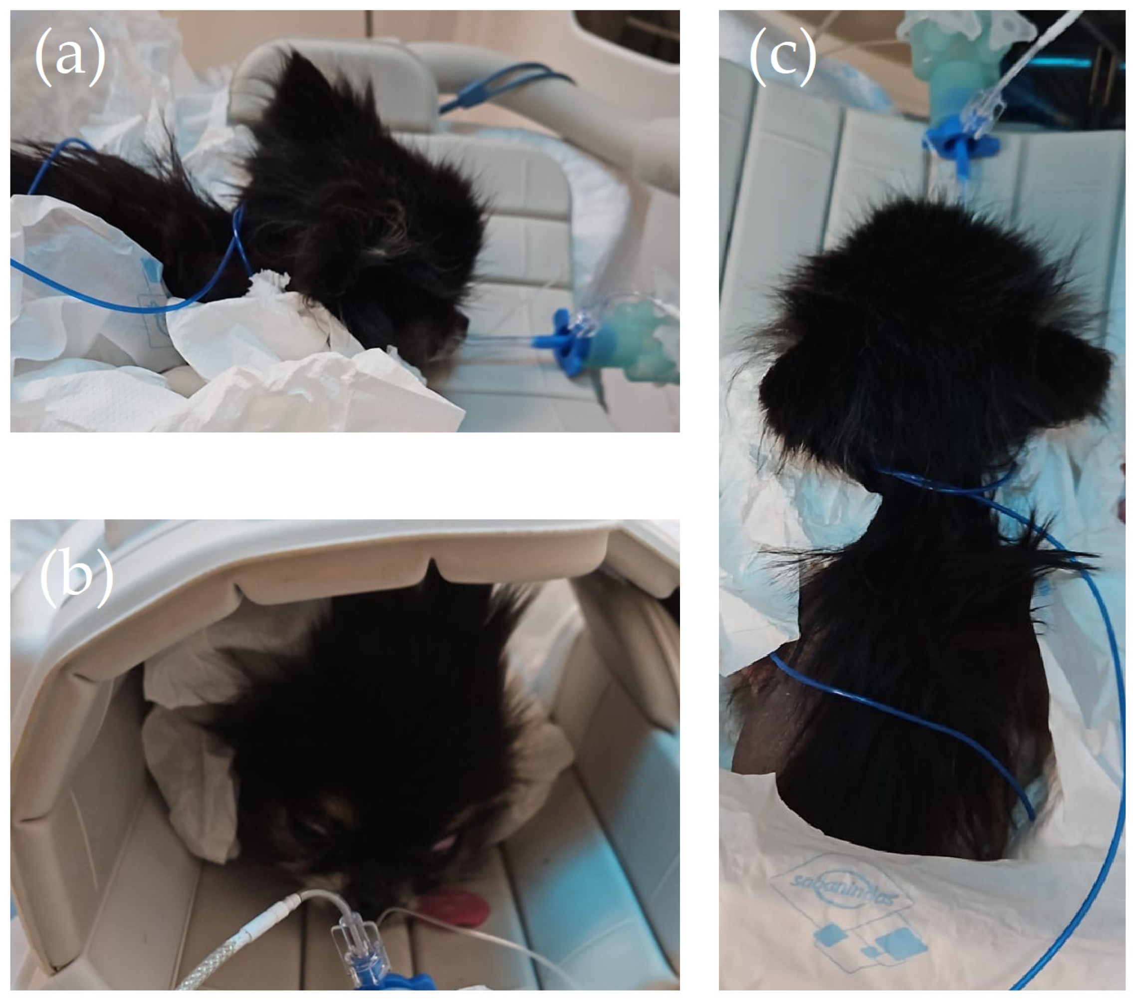 Animals 14 01859 g001