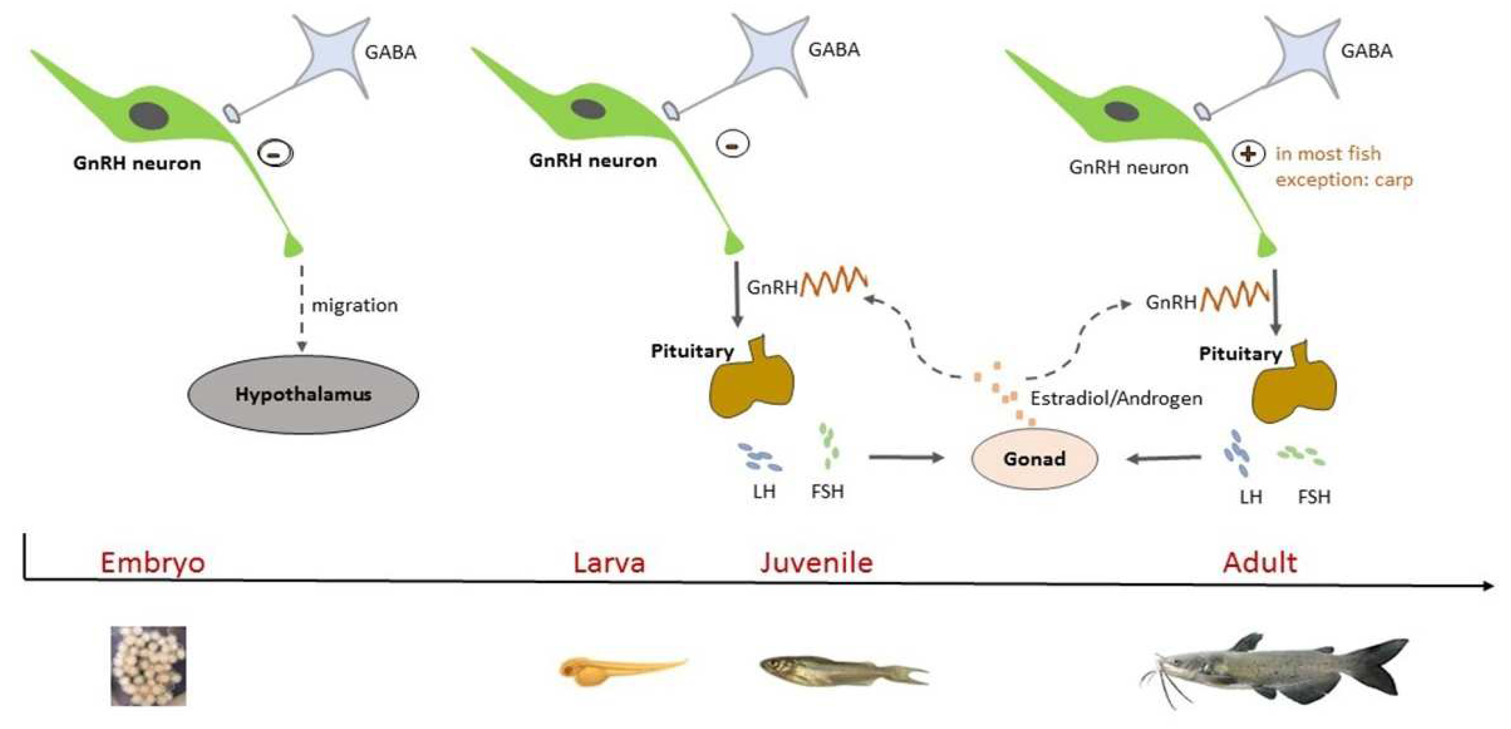 Animals 14 01899 g001 Animals 14 01899 g001