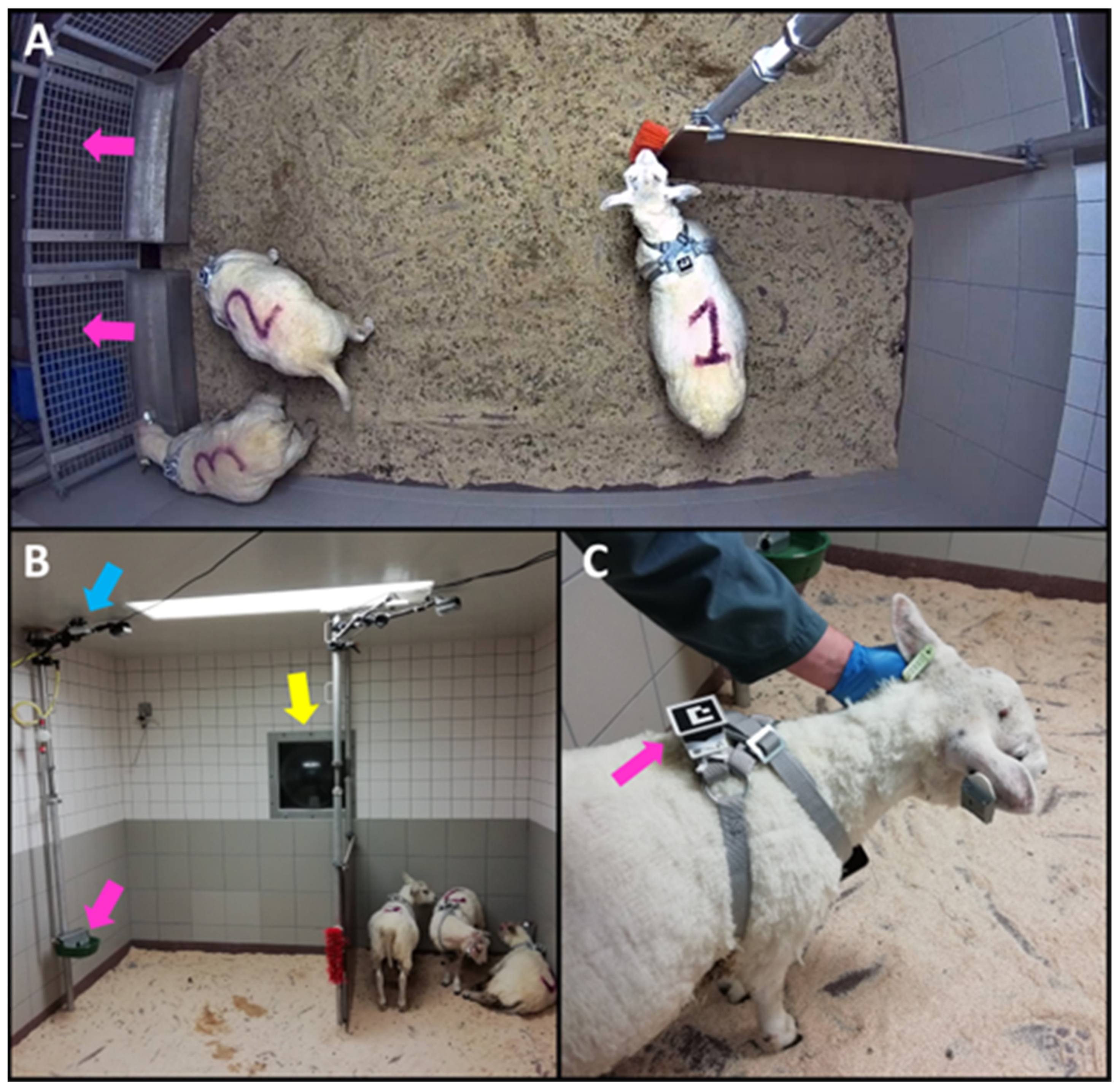 Animals 14 01908 g001