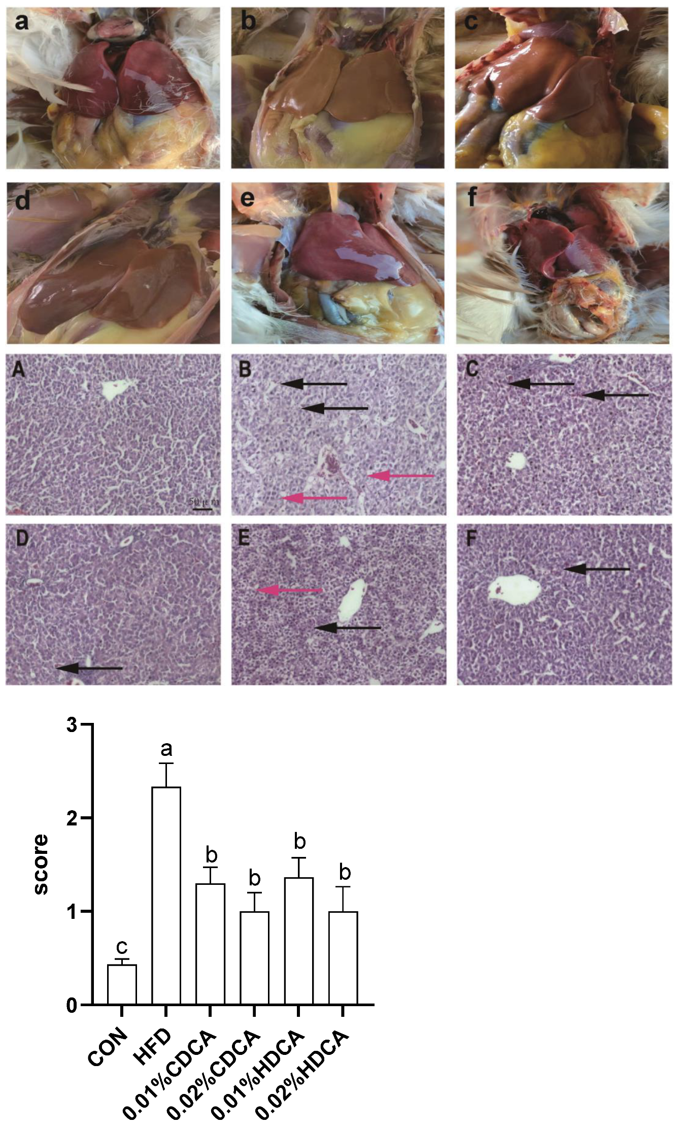 Animals 14 01910 g001 Animals 14 01910 g001