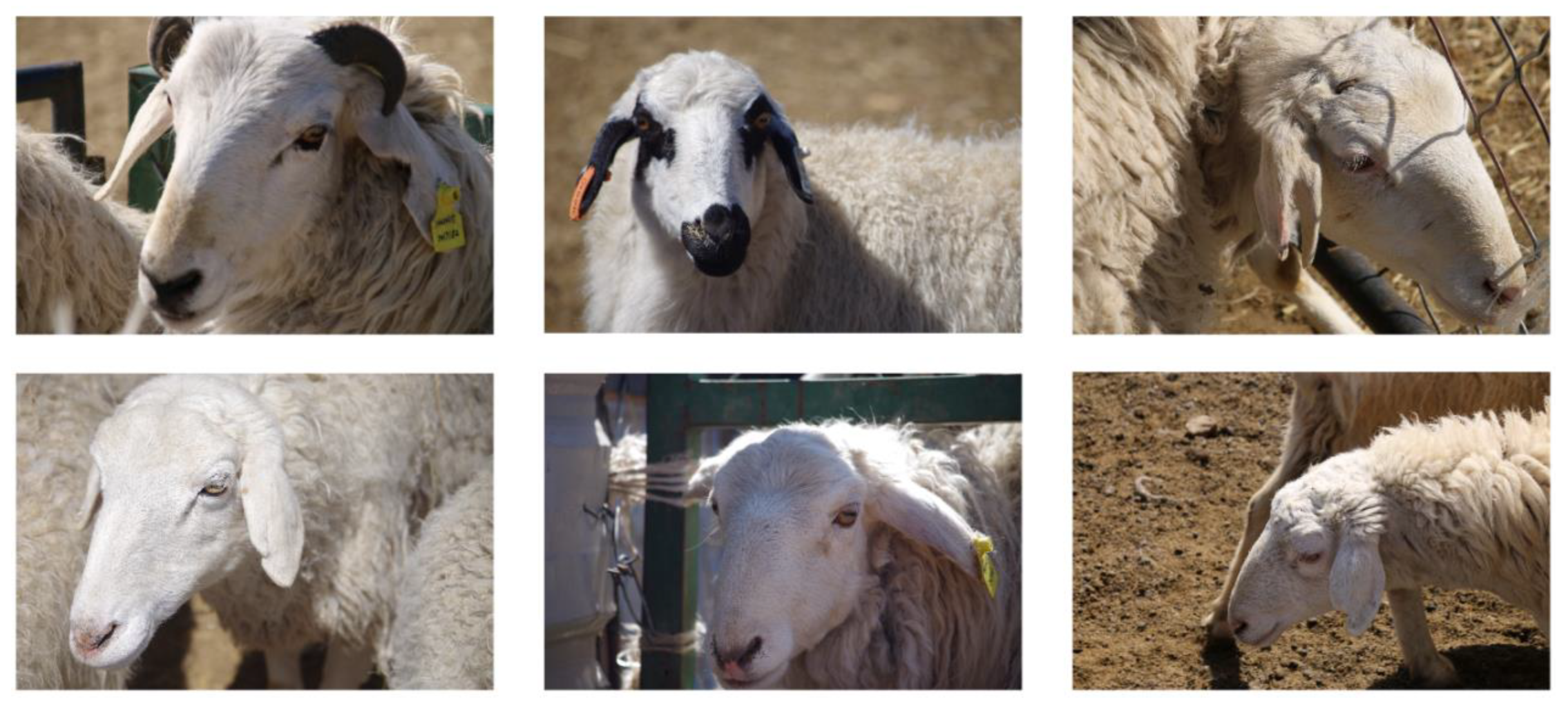 Animals 14 01923 g002