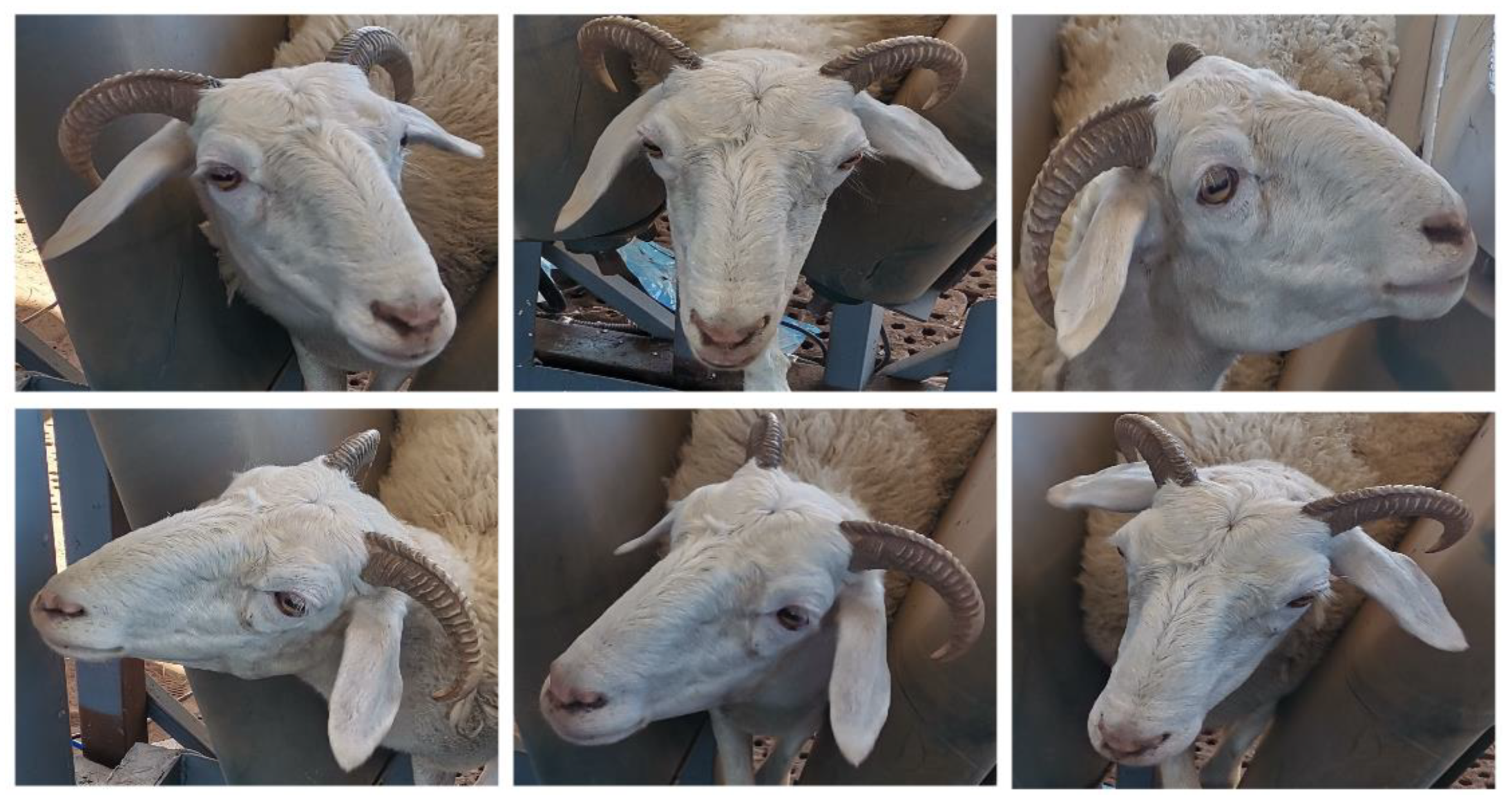 Animals 14 01923 g008