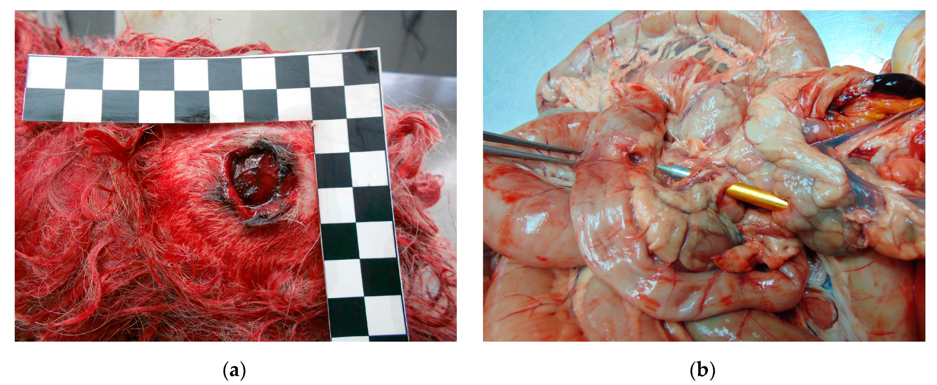 Animals 14 01926 g004