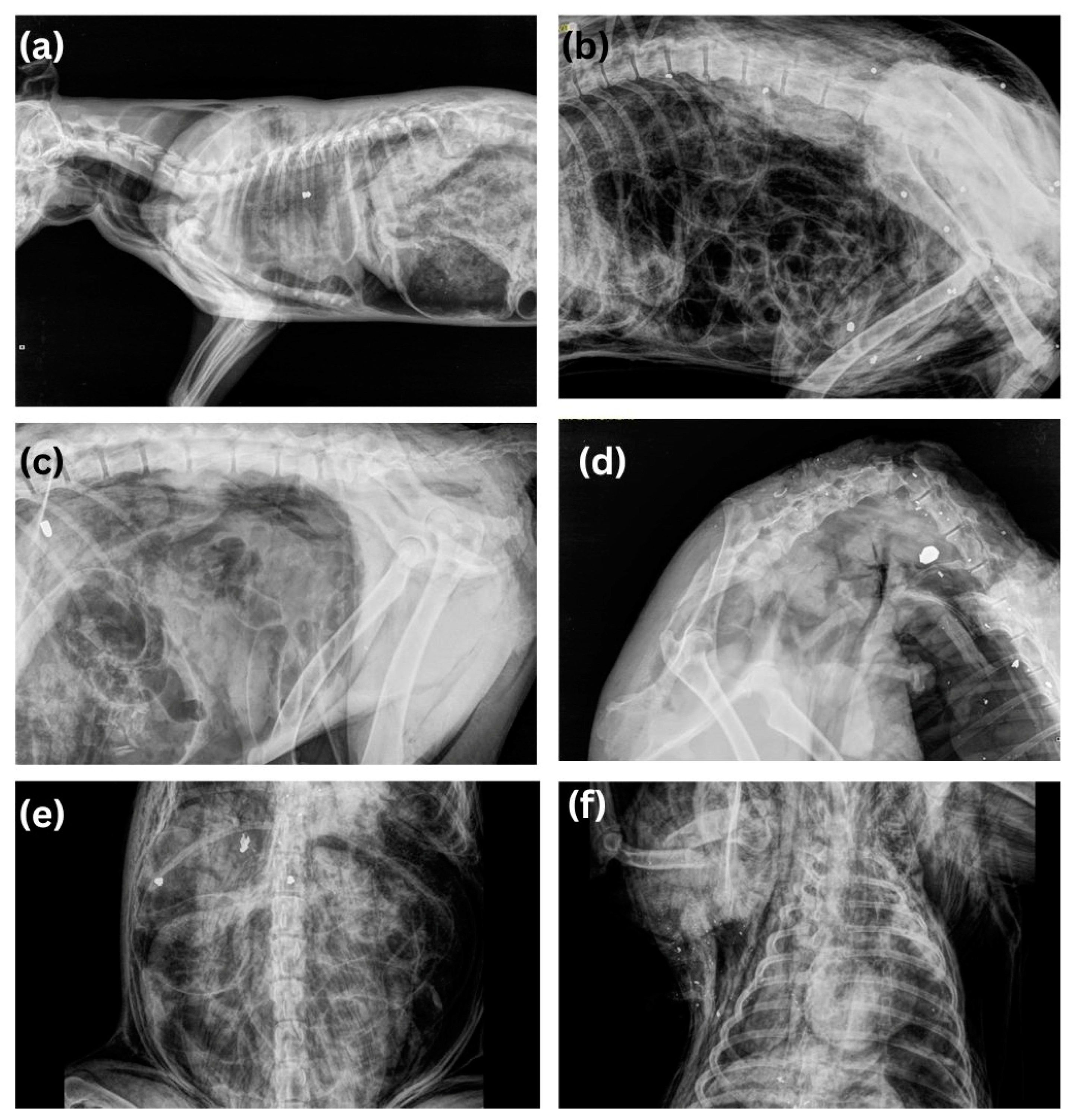 Animals 14 01926 g005