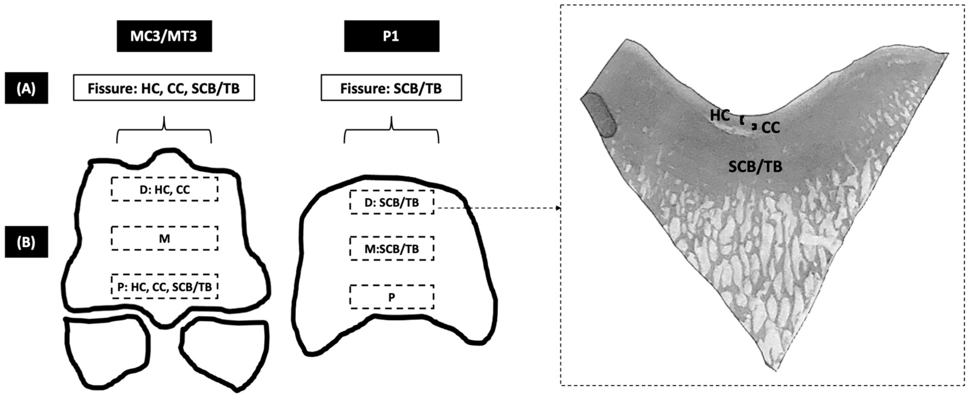 Animals 14 01942 g003