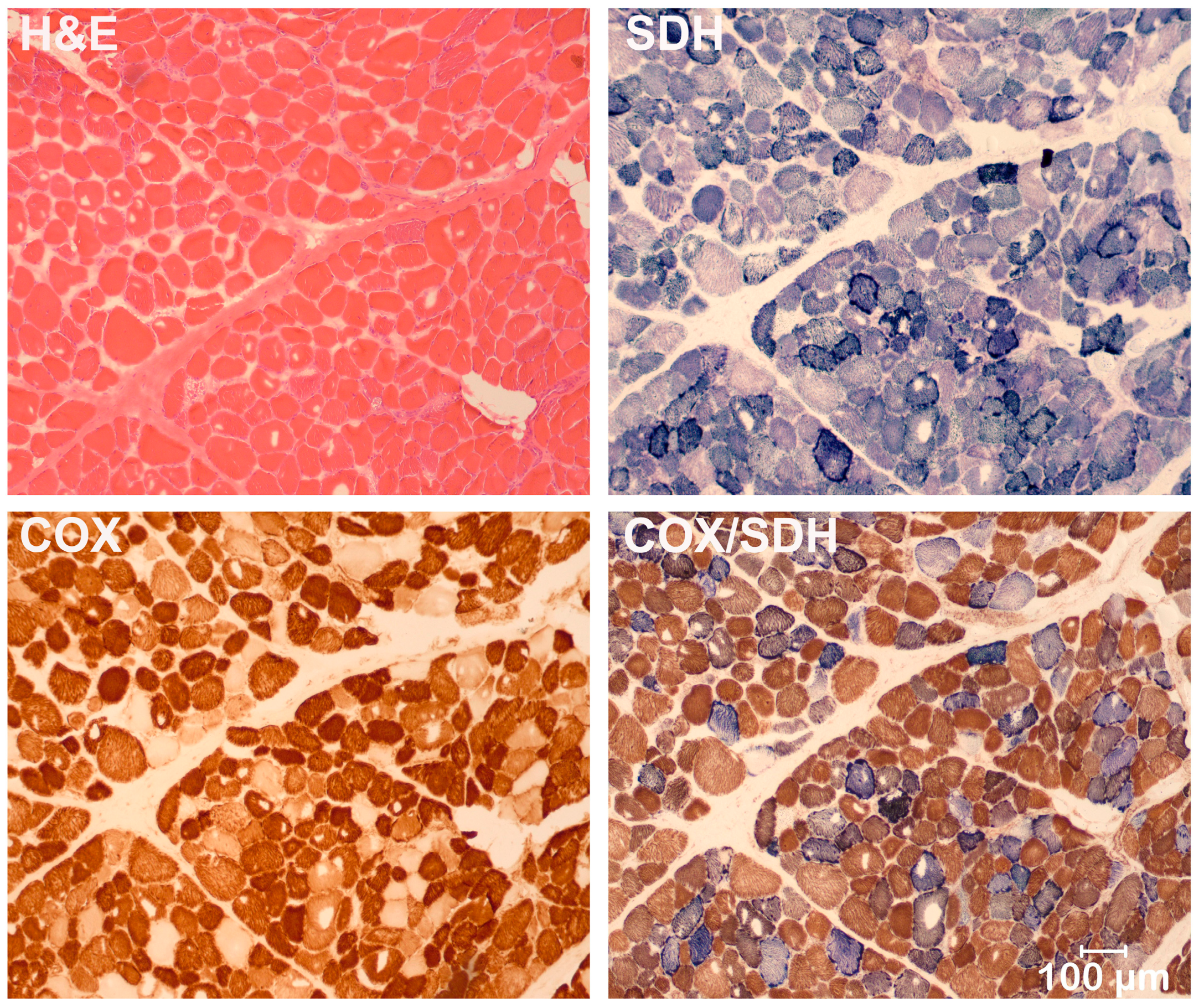 Animals 14 01946 g001