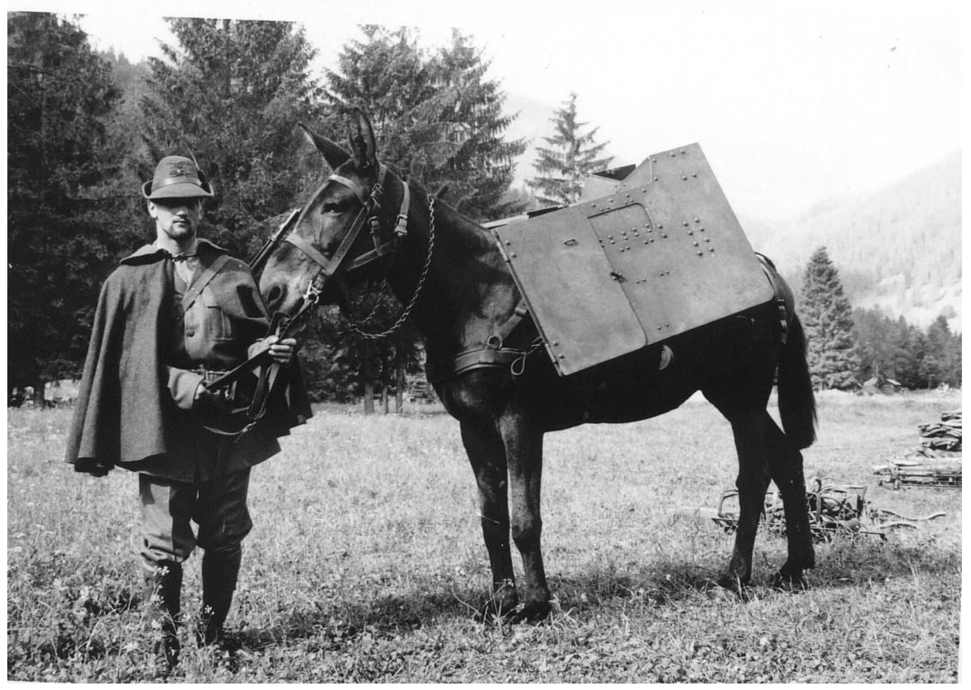 Animals 14 01950 g001