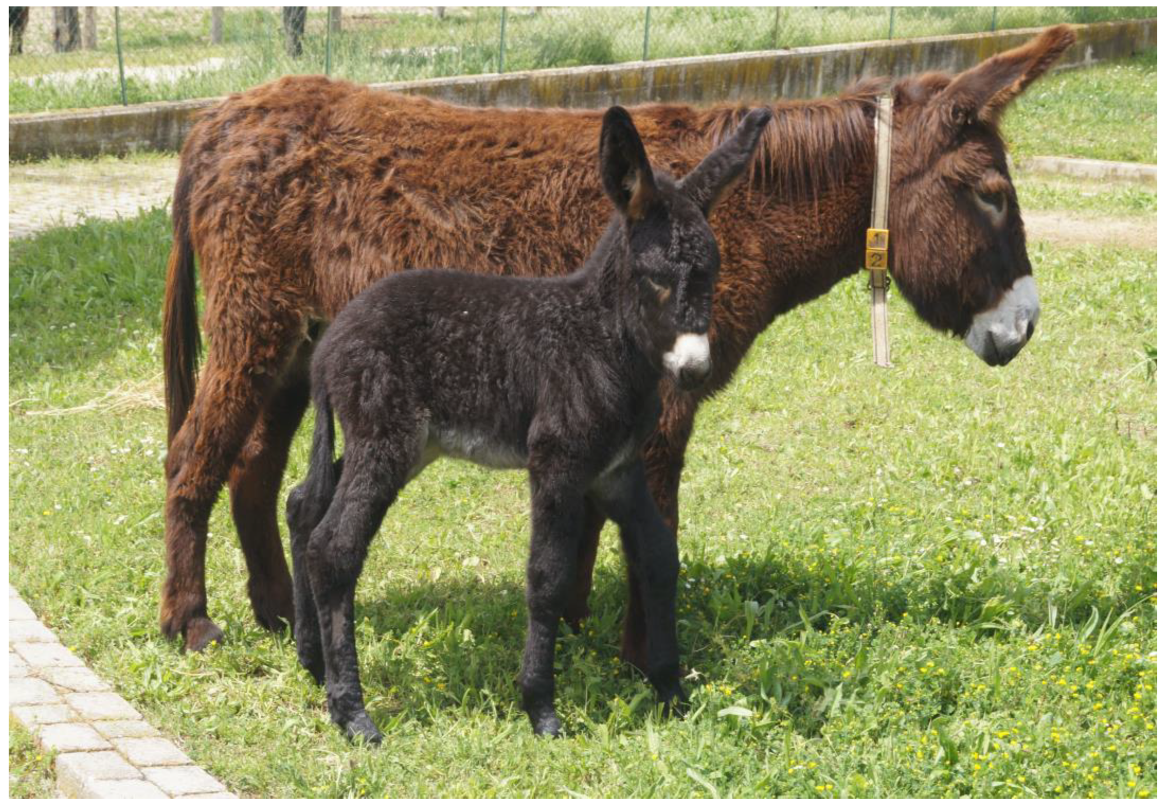 Animals 14 01950 g004