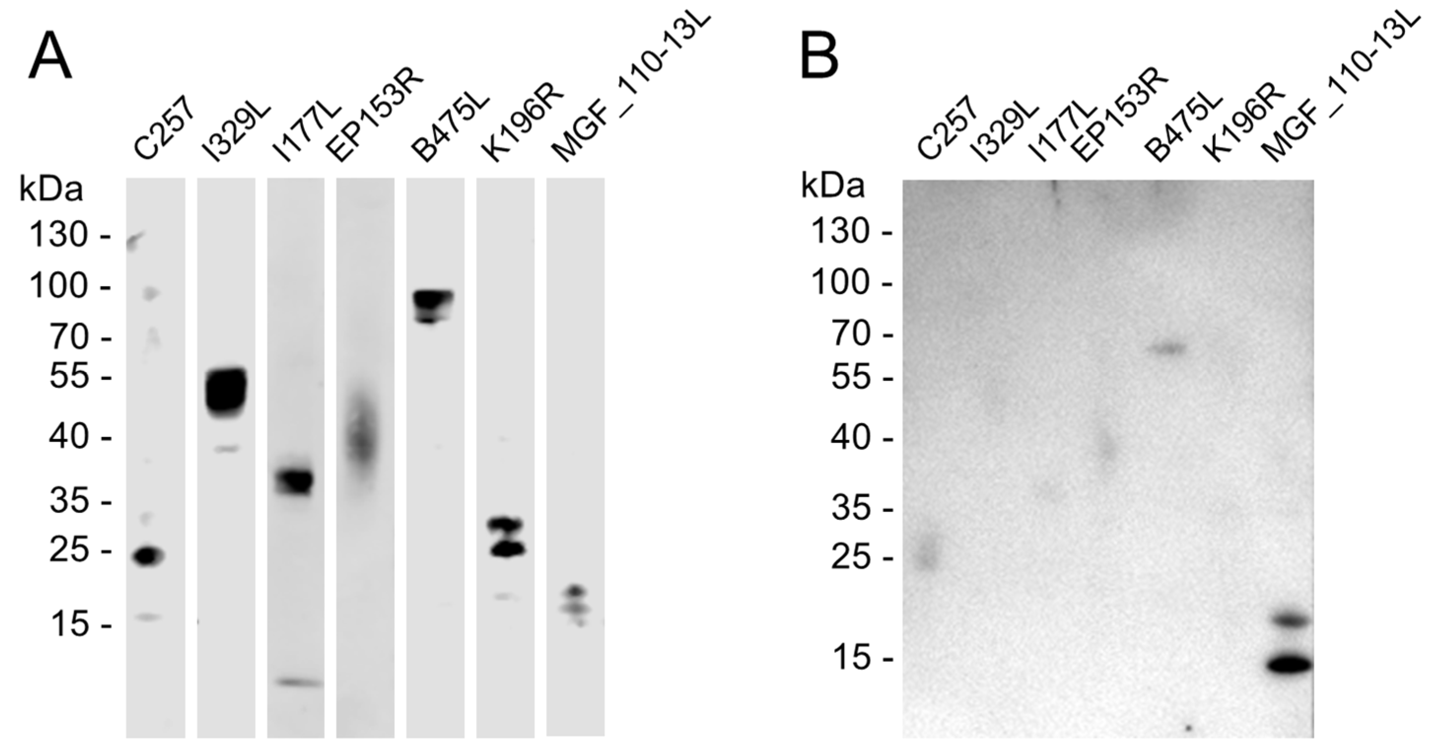 Animals 14 01951 g001
