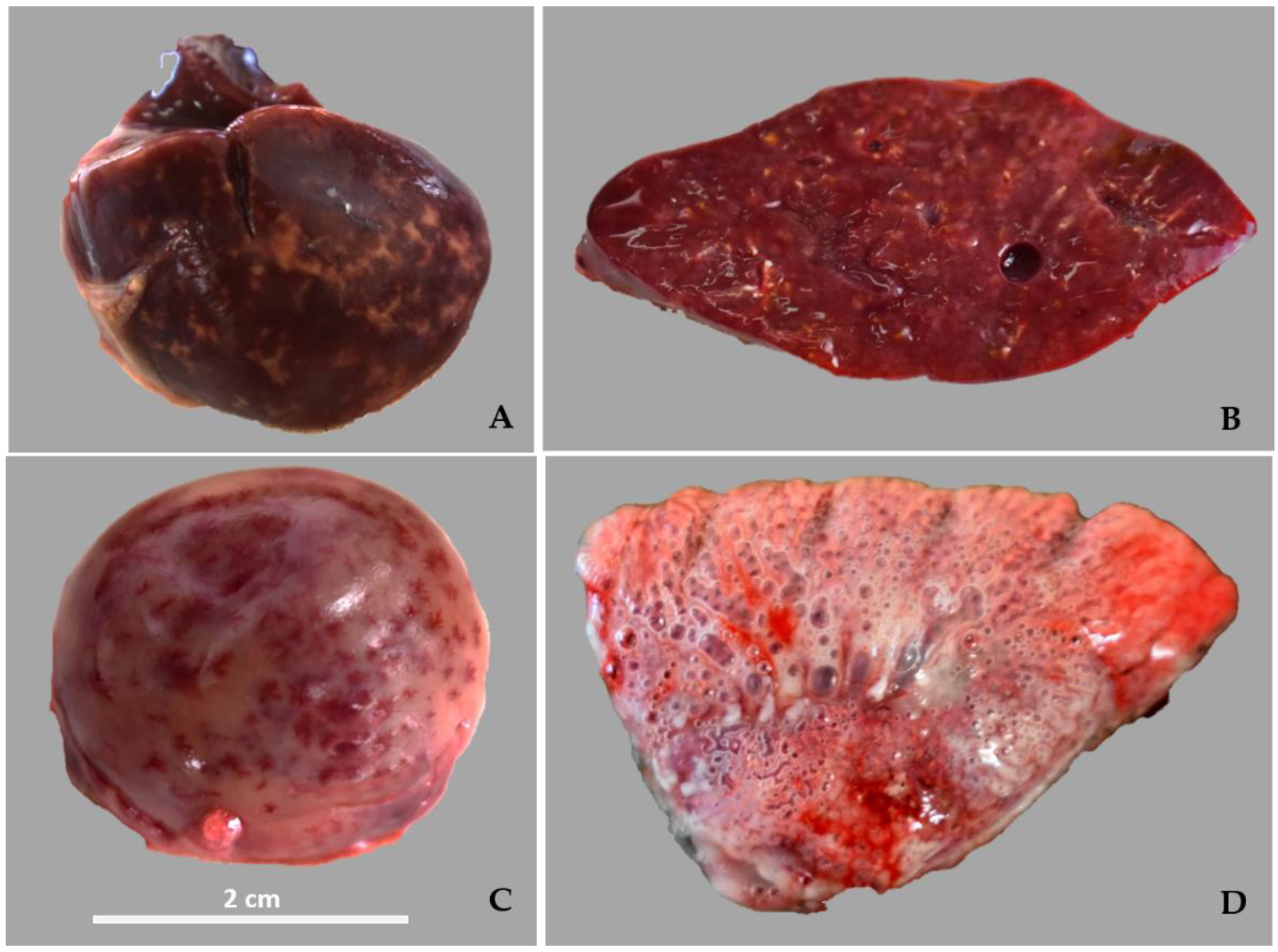 Animals 14 01959 g001 Animals 14 01959 g001