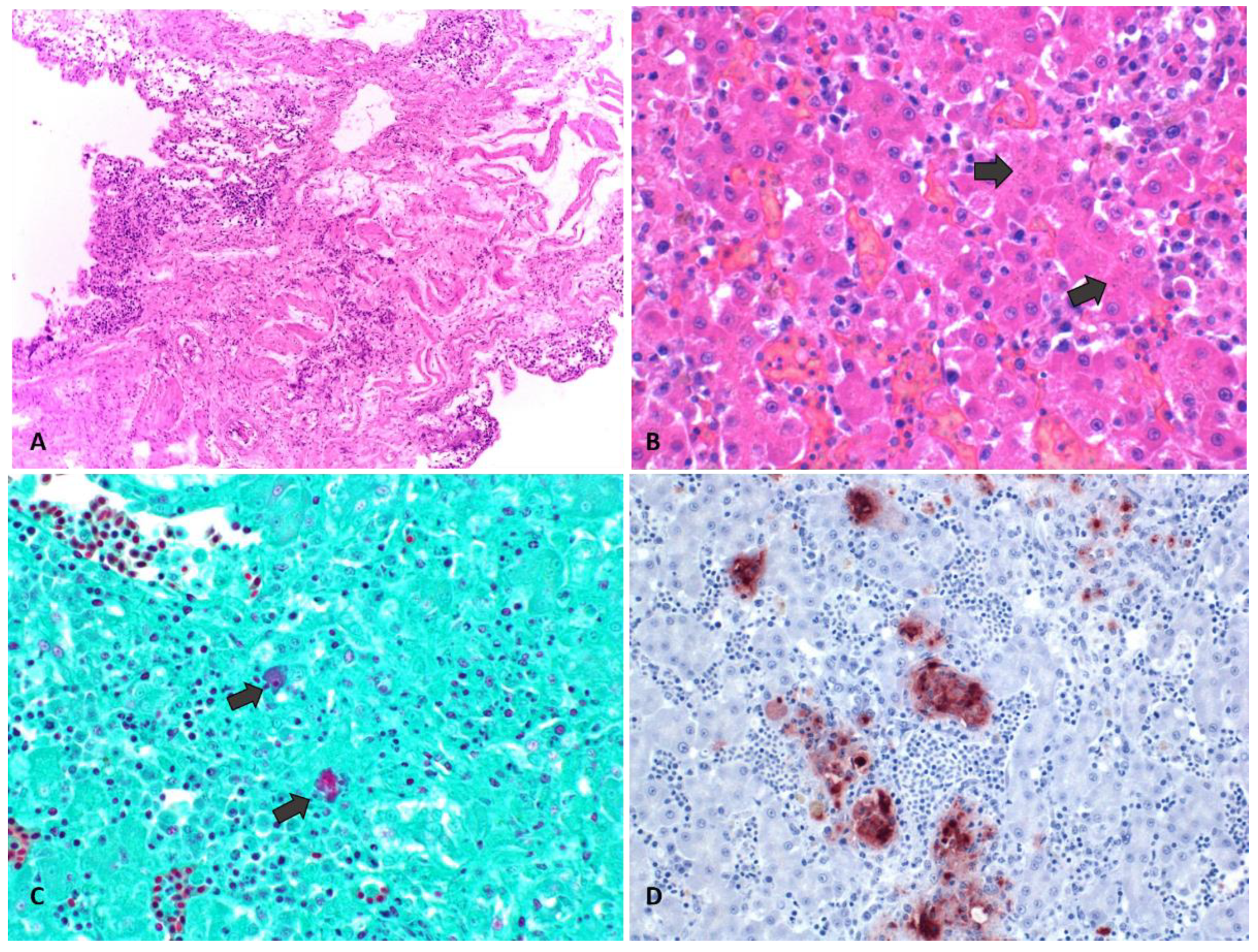 Animals 14 01959 g002 Animals 14 01959 g002