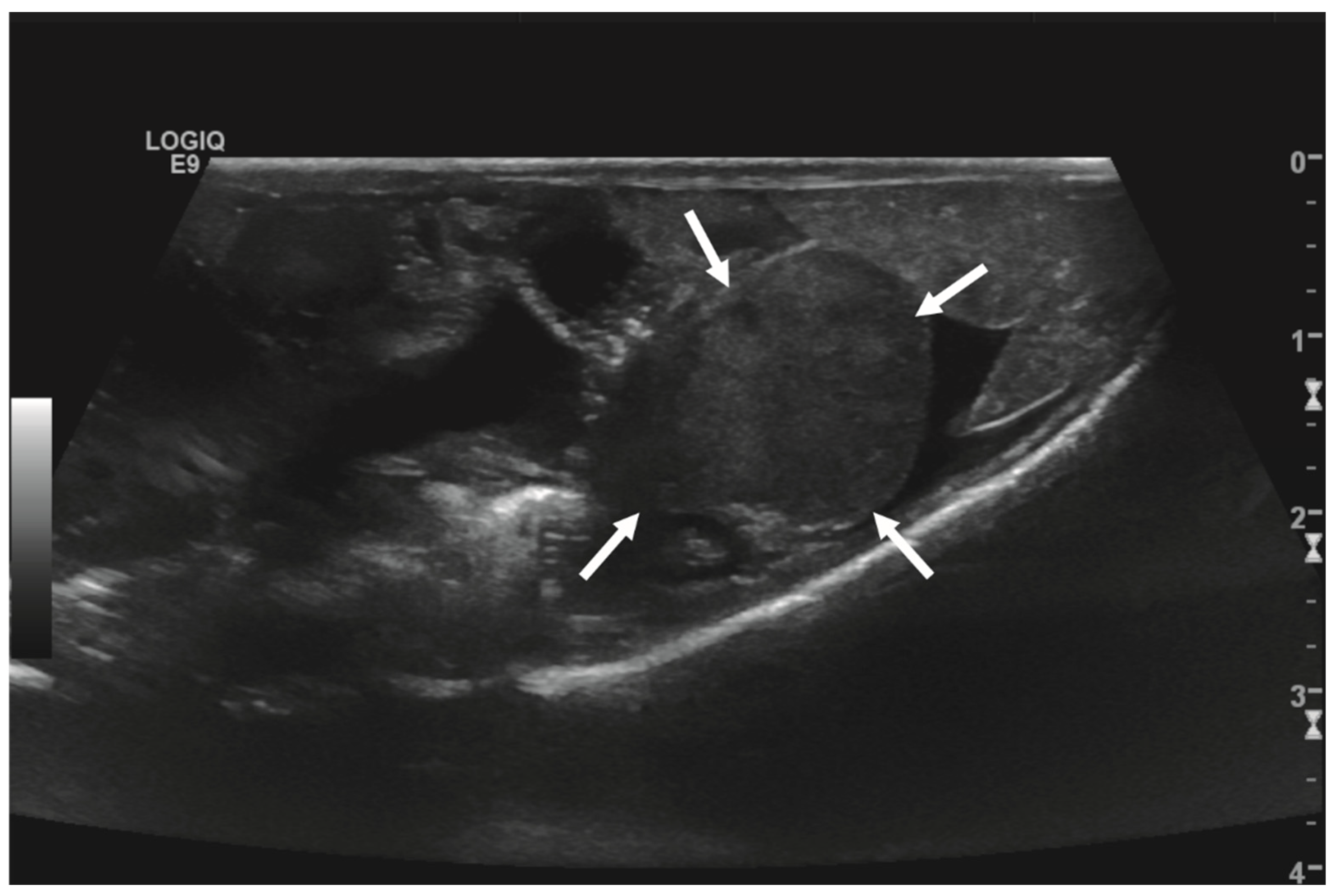 Animals 14 01976 g002